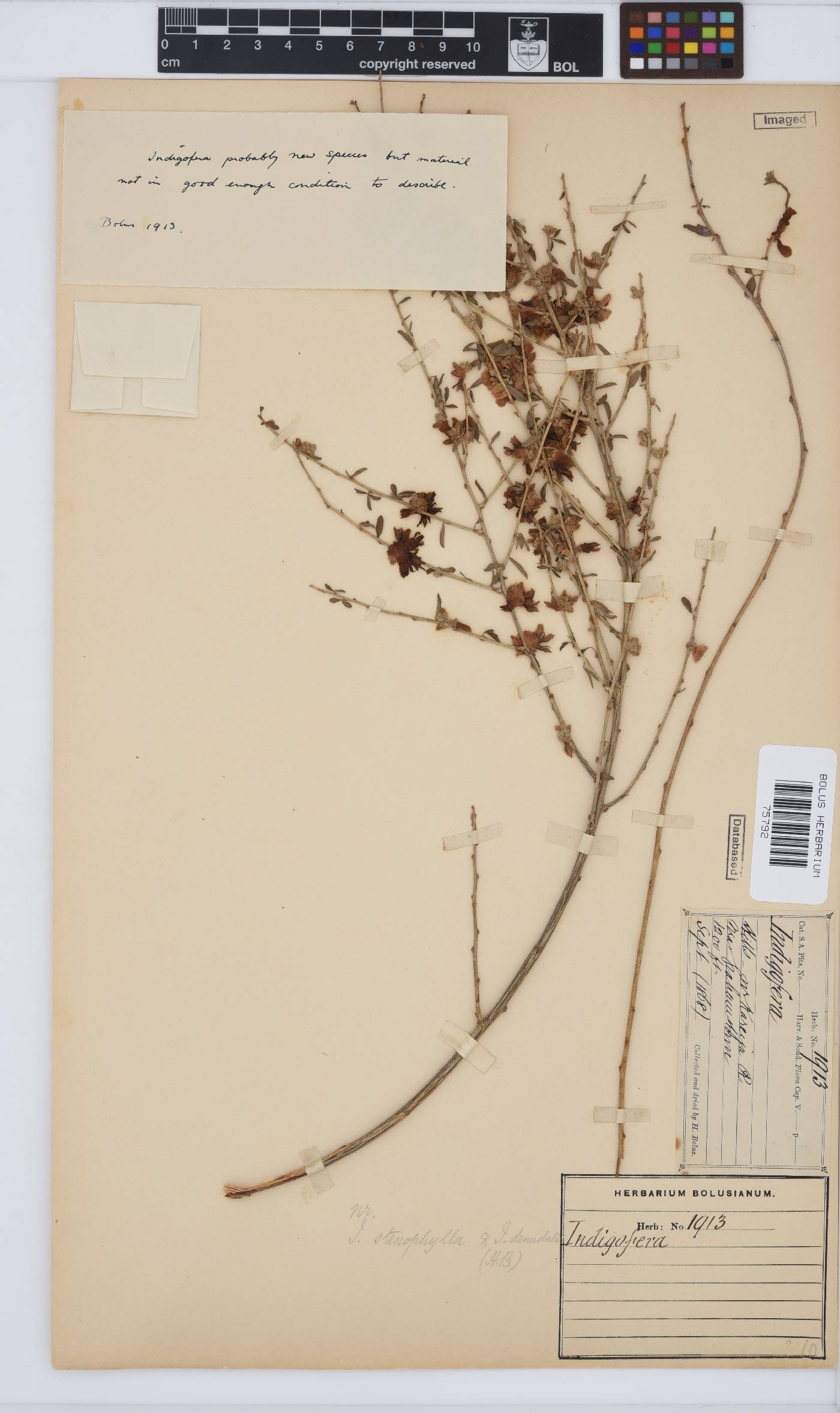 Indigofera denudata image