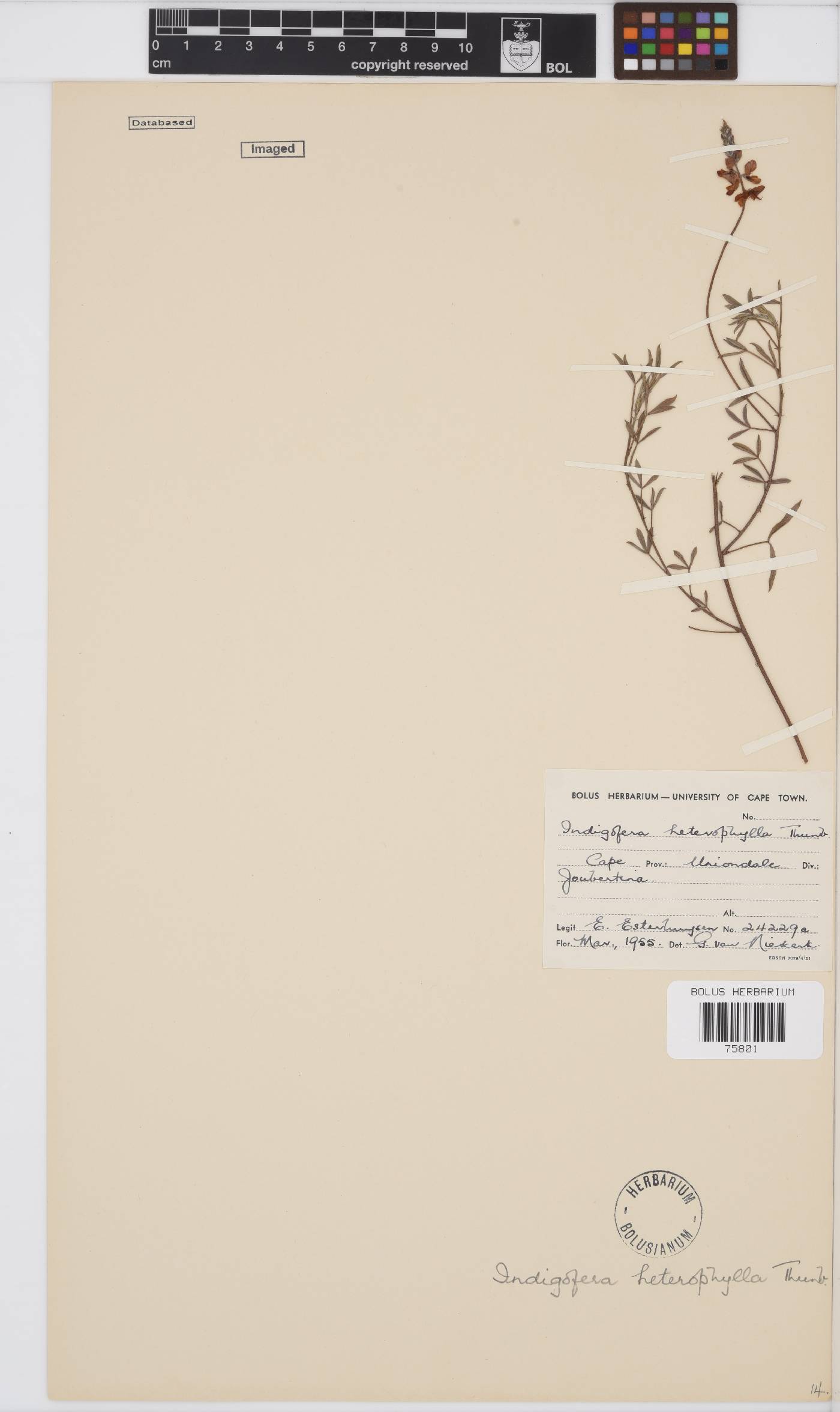 Indigofera heterophylla image