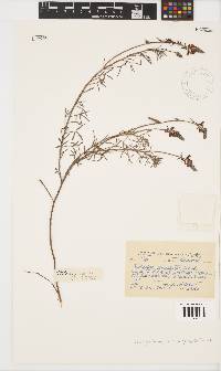 Indigofera heterophylla image