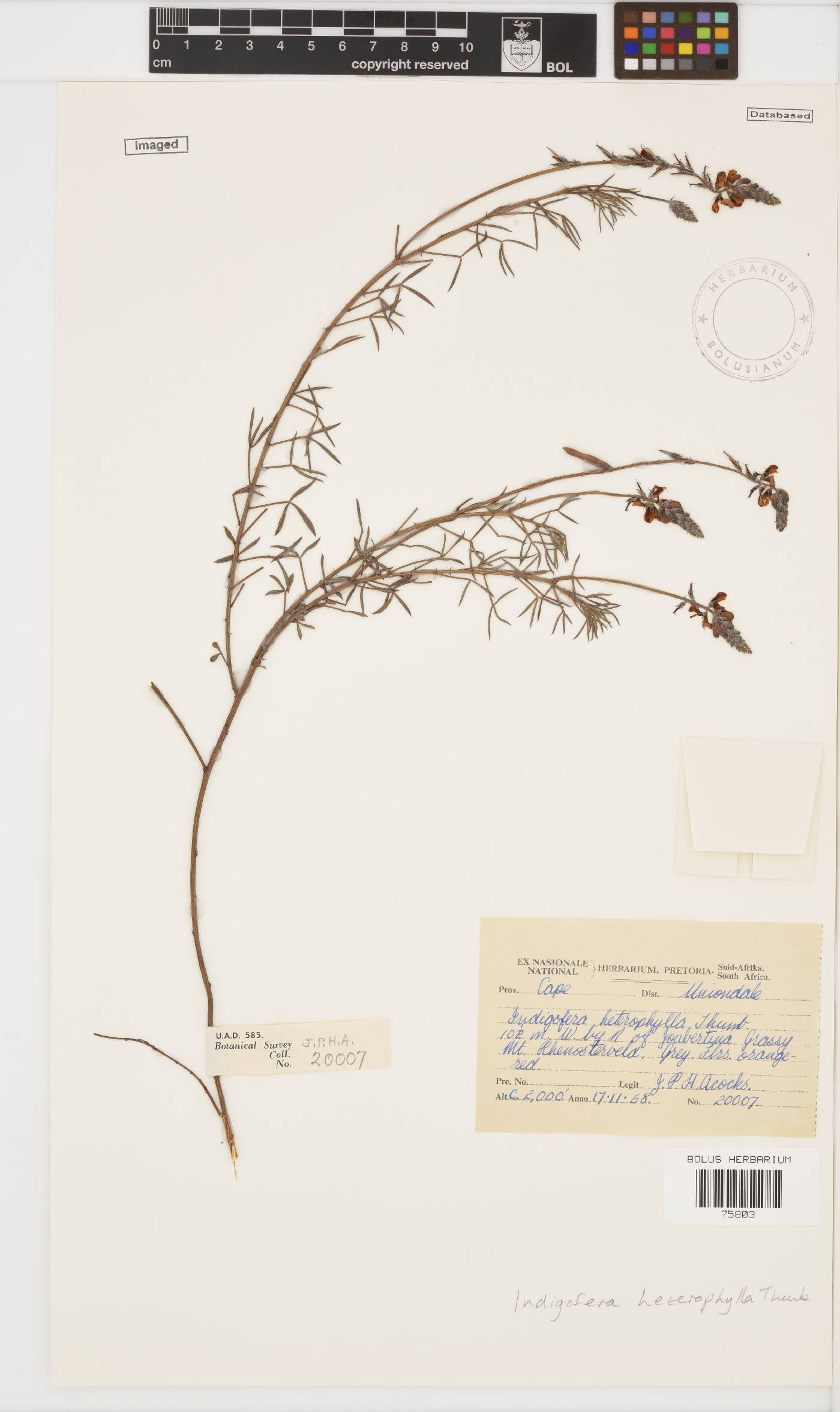 Indigofera heterophylla image