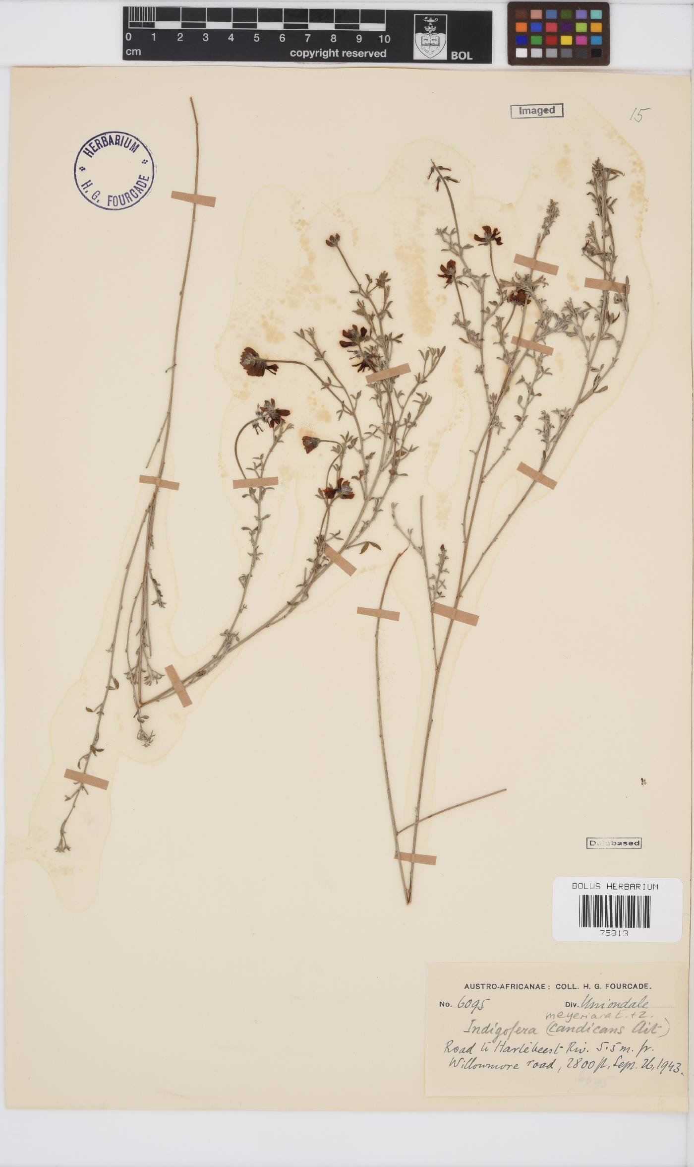 Indigofera meyeriana image