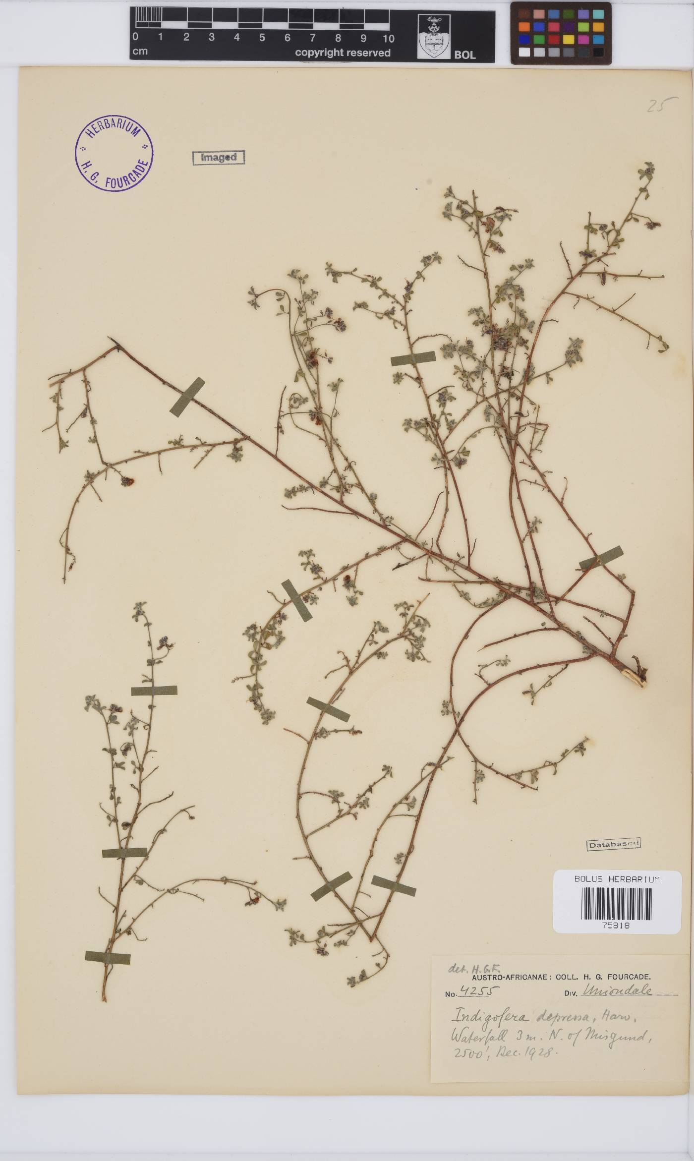 Indigofera harveyi image