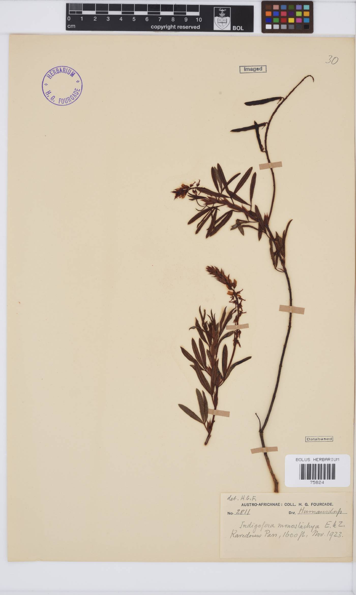 Indigofera monostachya image