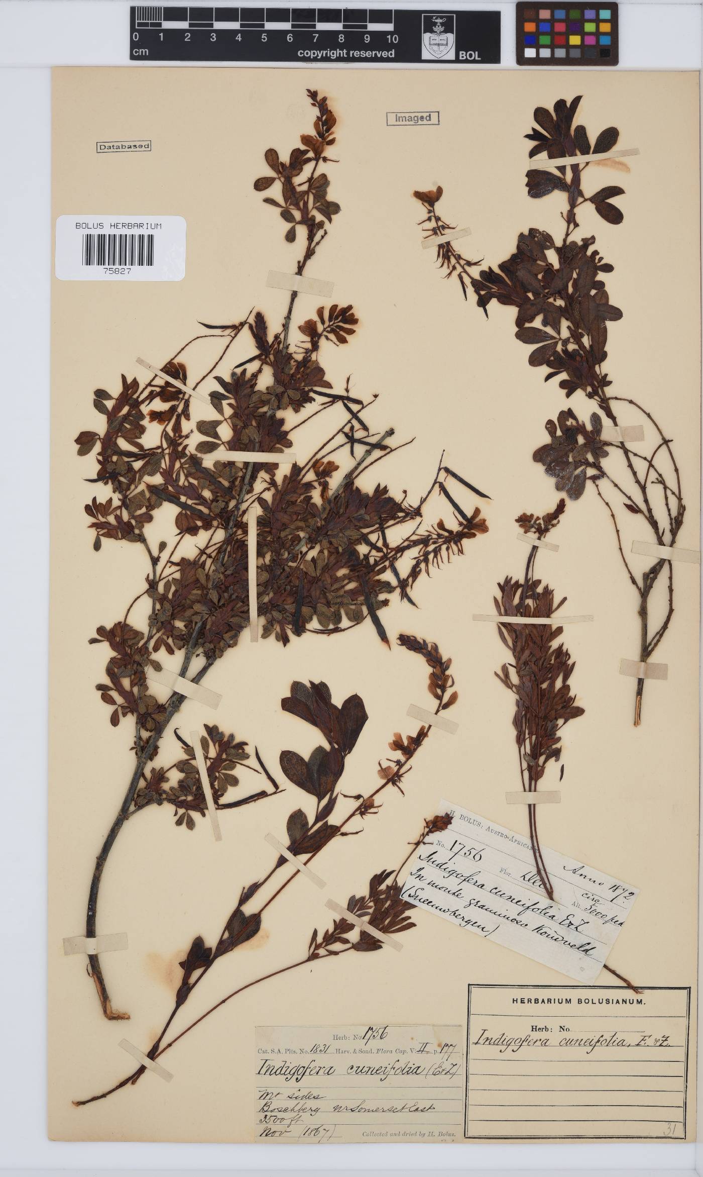 Indigofera cuneifolia image