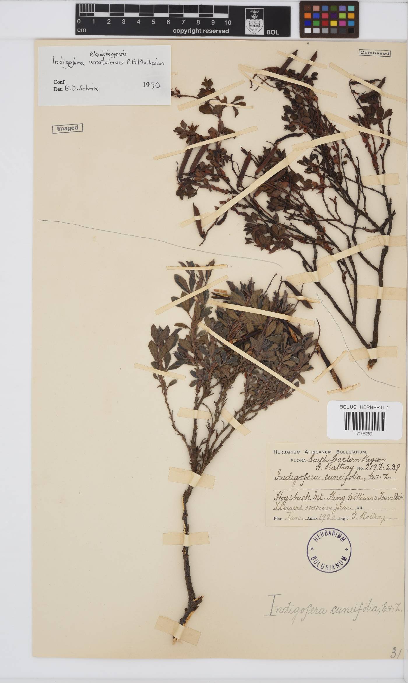 Indigofera cuneifolia var. cuneifolia image