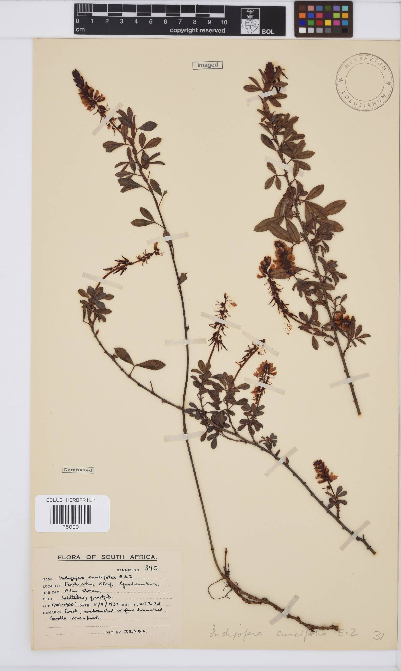 Indigofera cuneifolia var. cuneifolia image