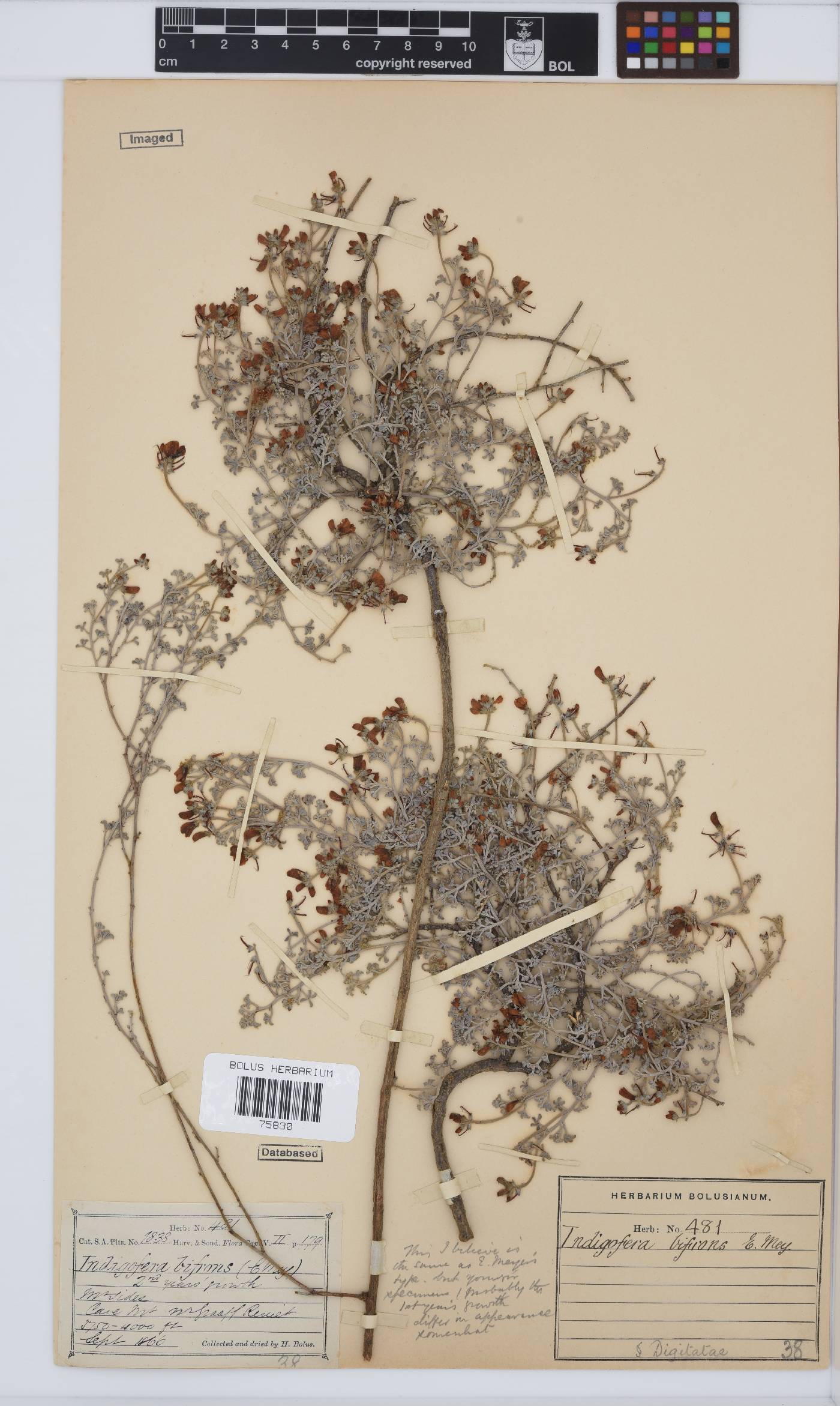 Indigofera burchellii image