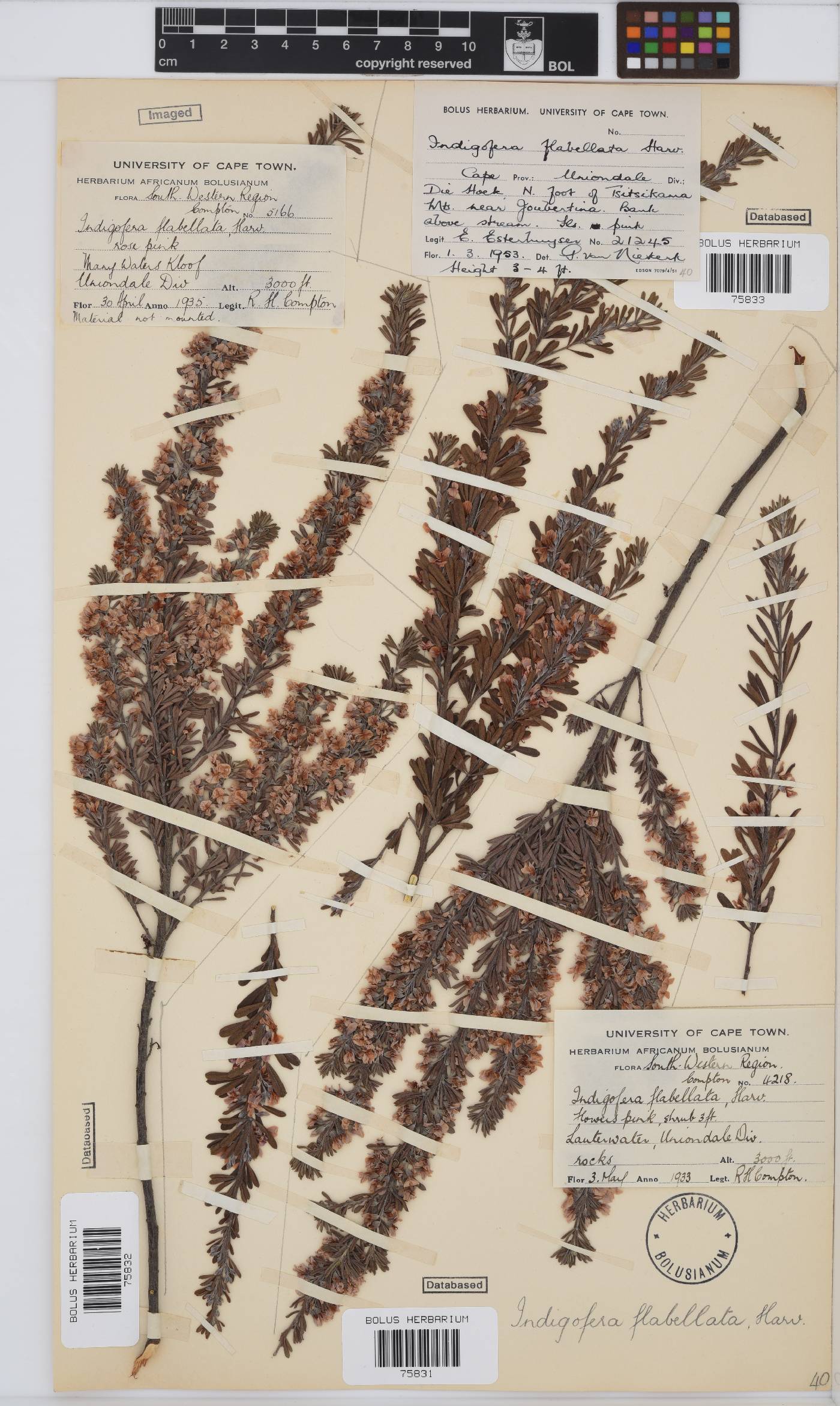 Indigofera flabellata image