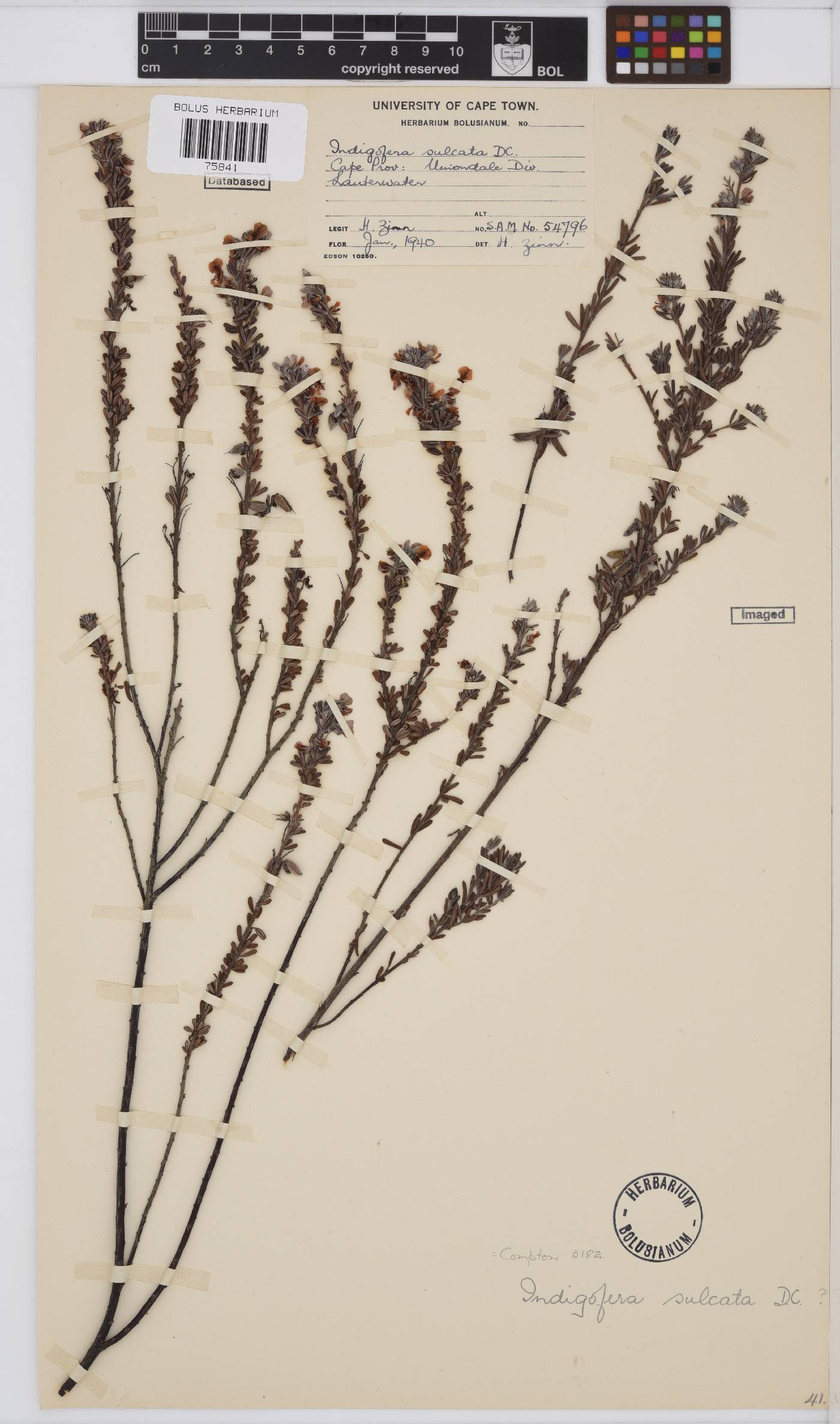Indigofera rhodantha image
