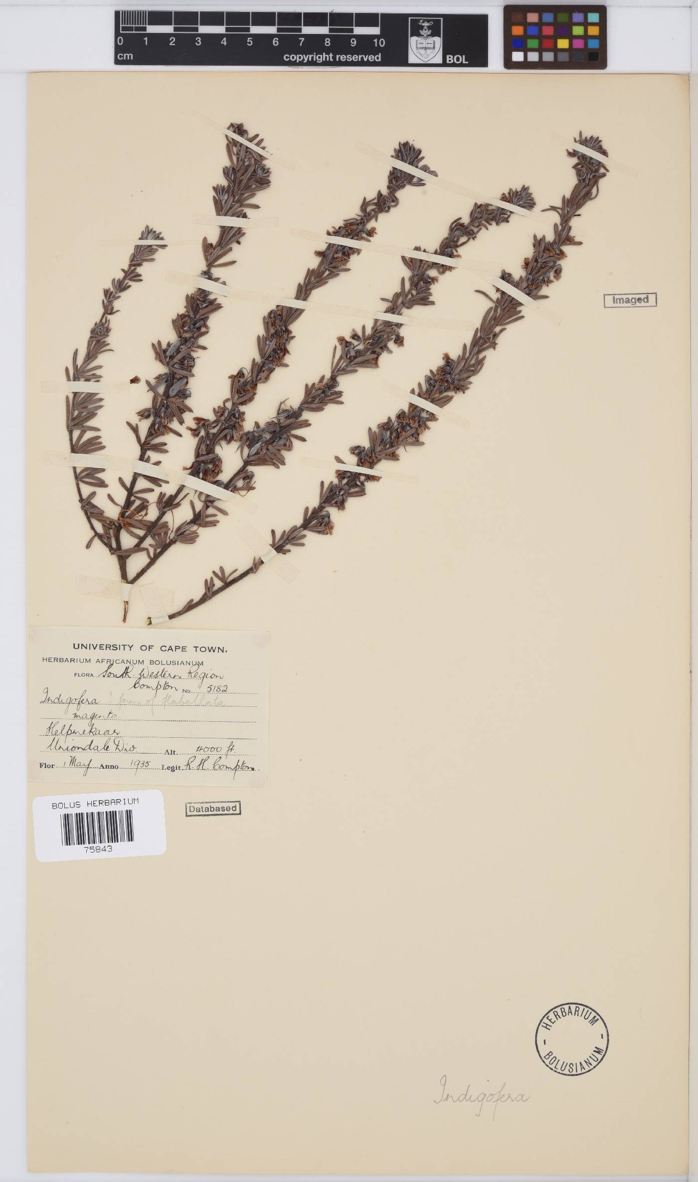 Indigofera rhodantha image