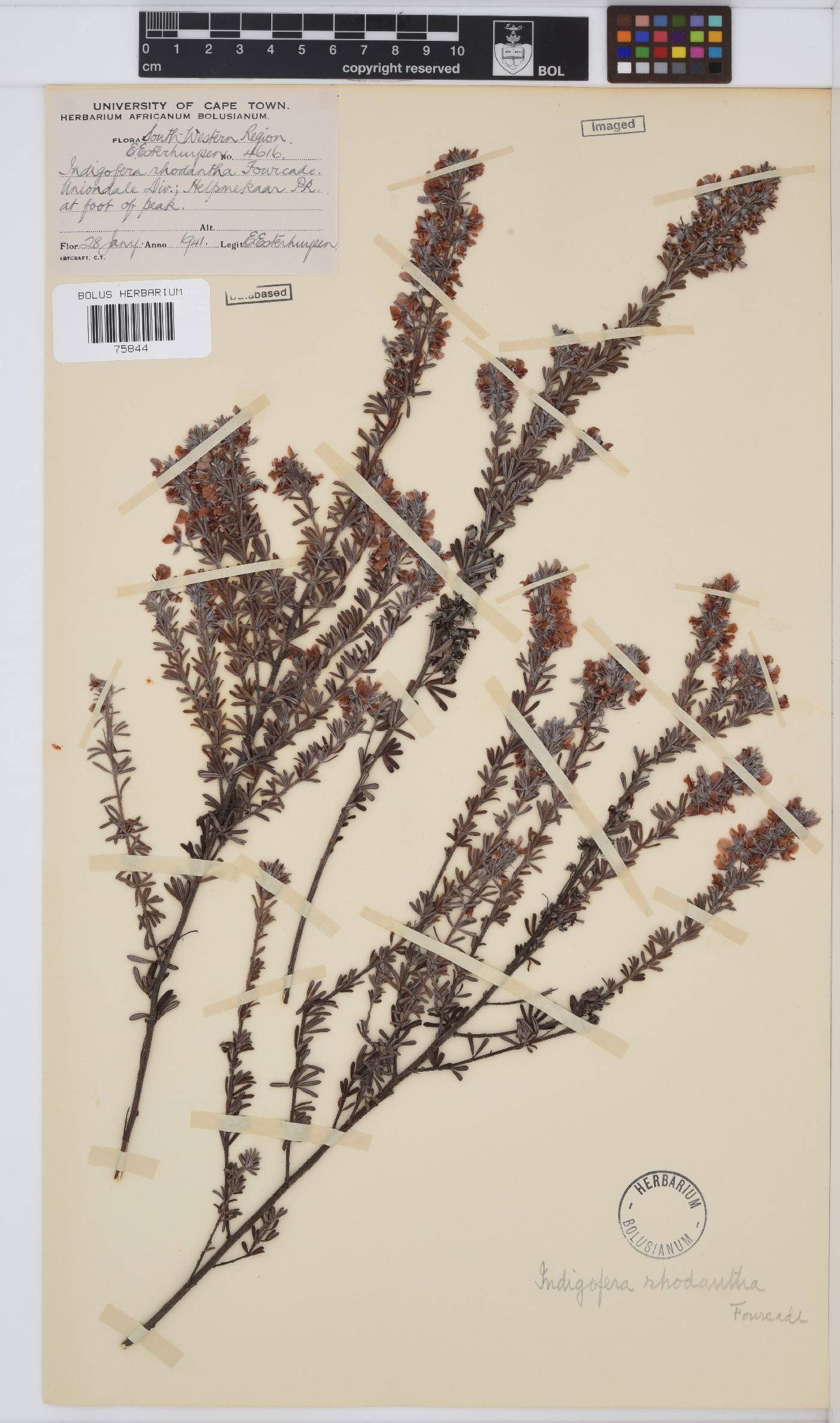 Indigofera rhodantha image