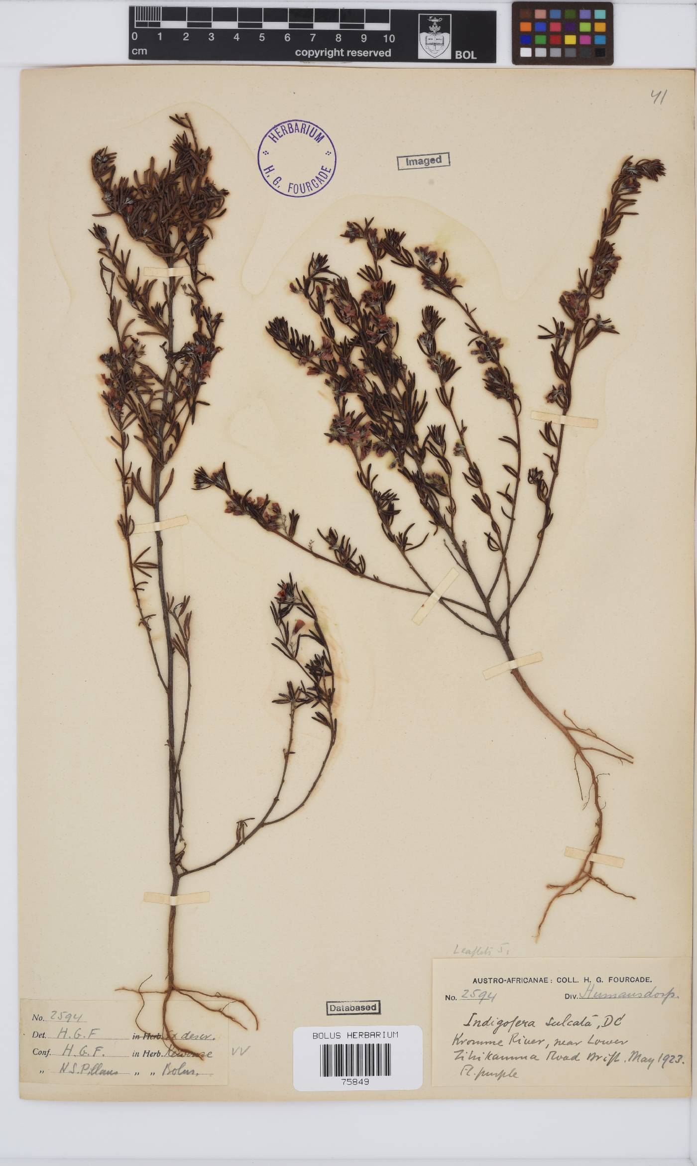 Indigofera sulcata image
