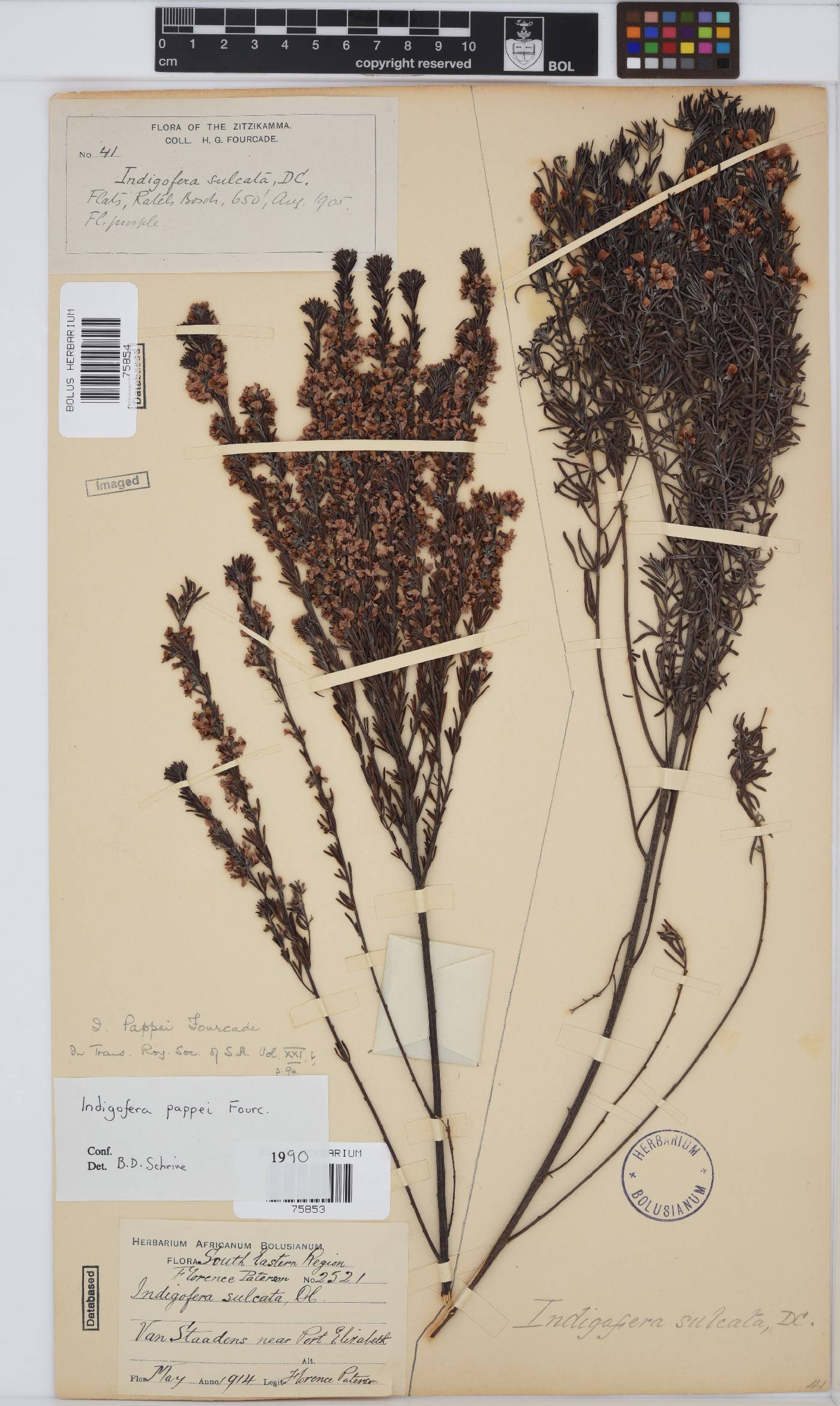 Indigofera pappei image