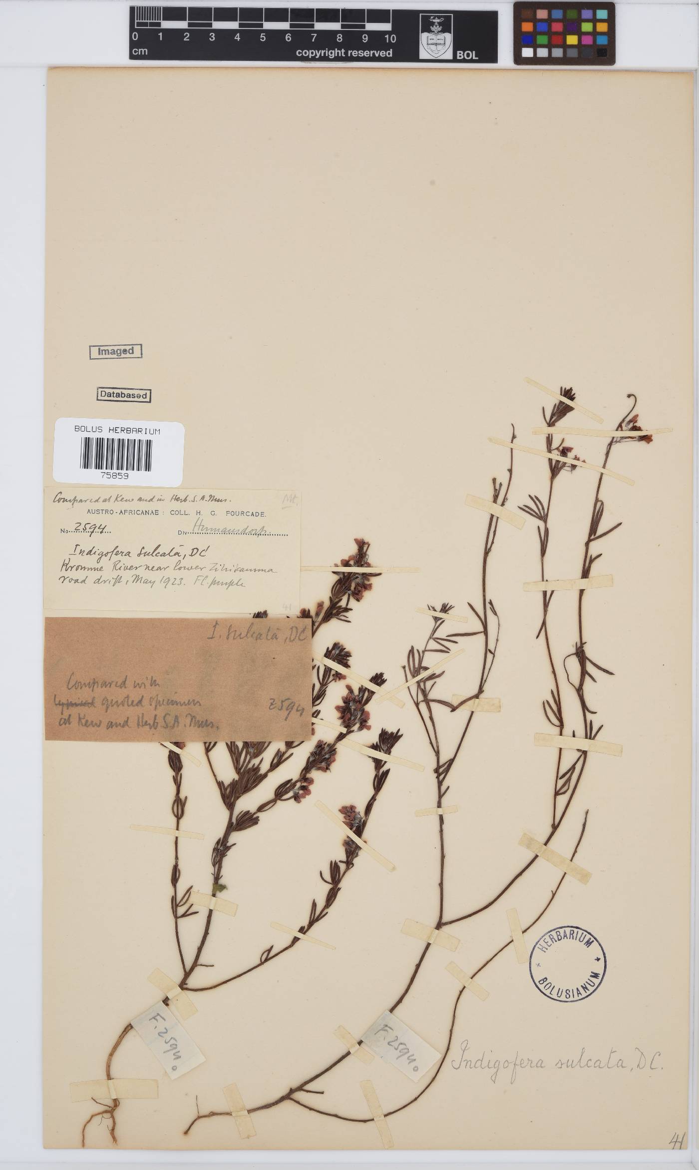 Indigofera sulcata image