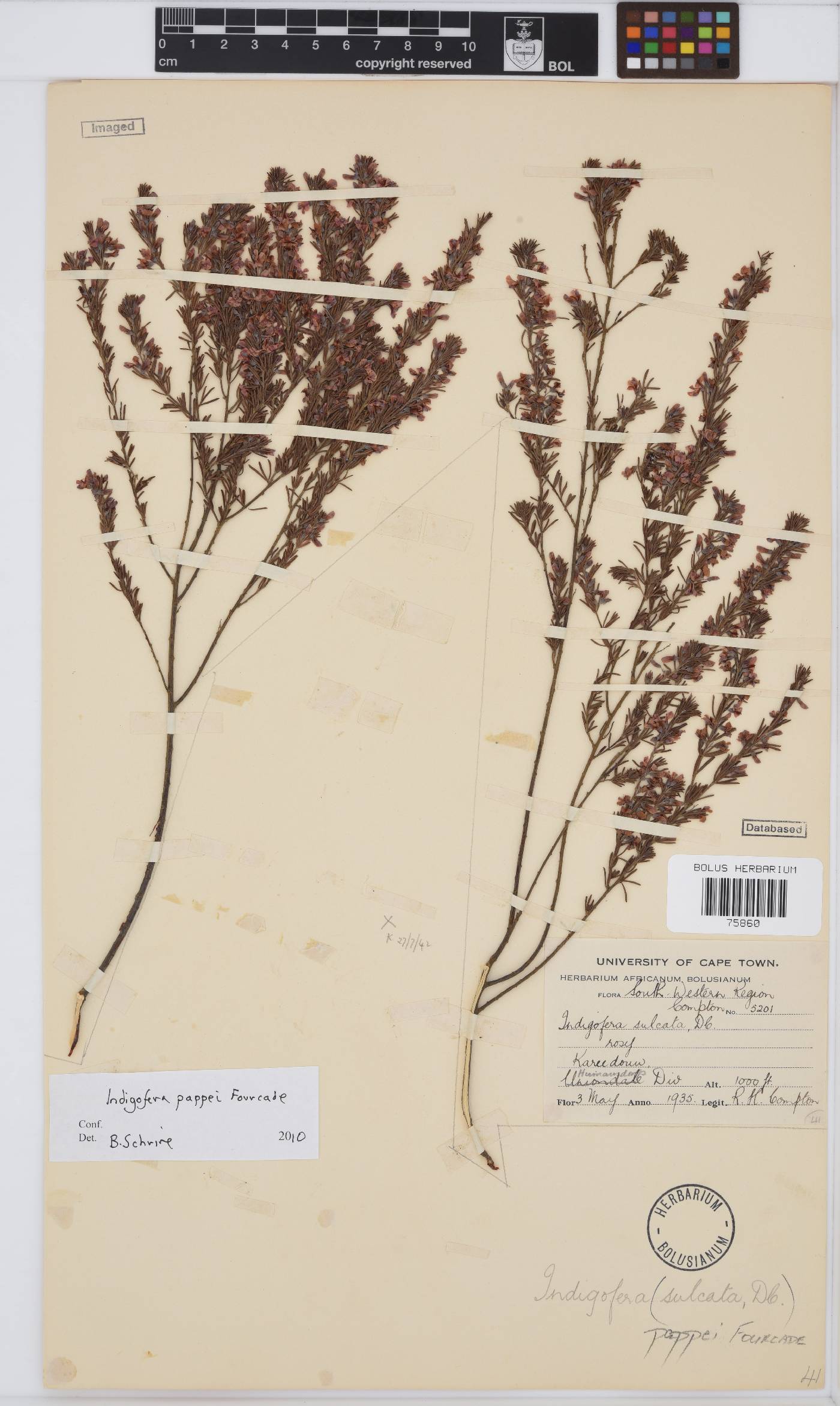 Indigofera pappei image