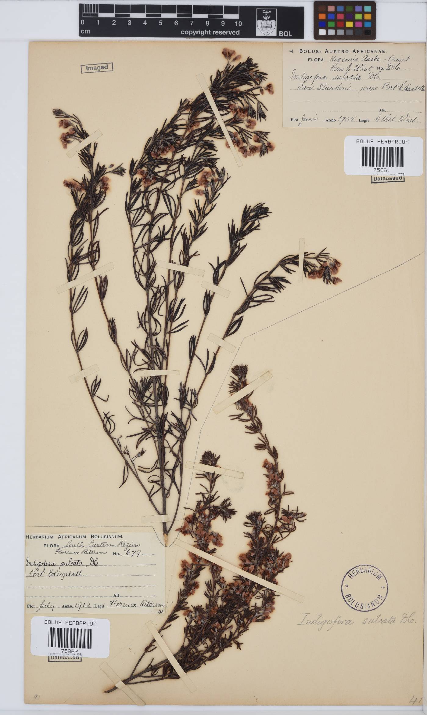 Indigofera sulcata image