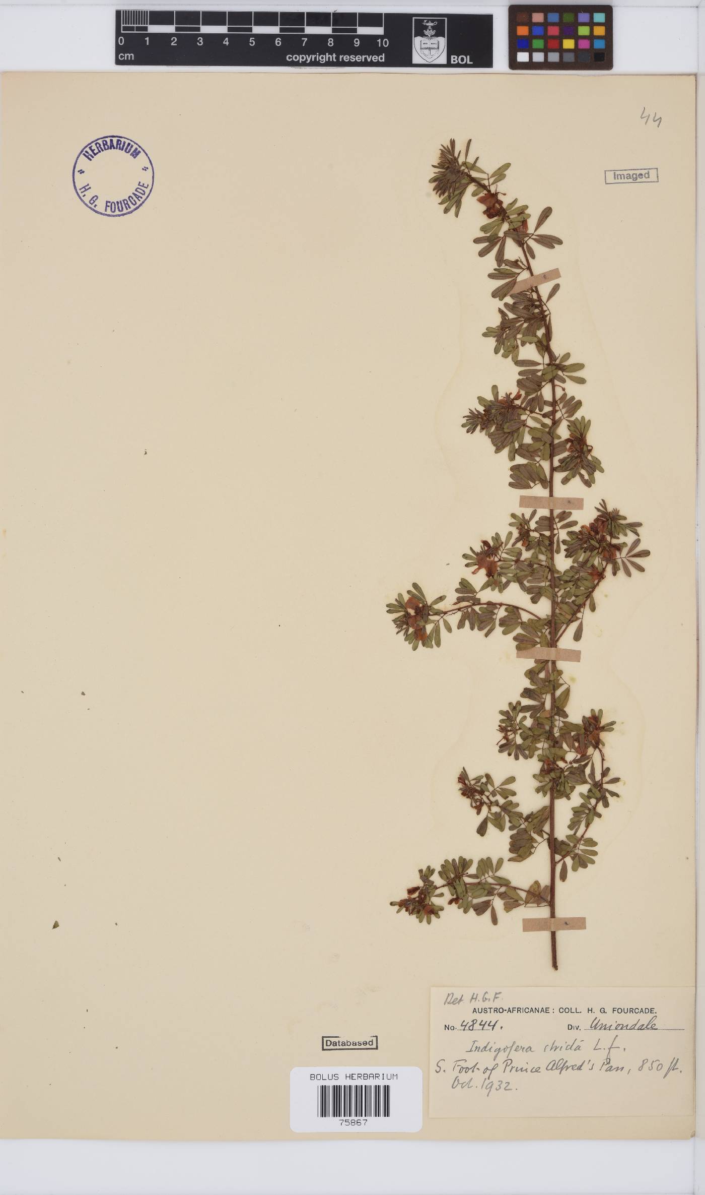 Indigofera stricta image