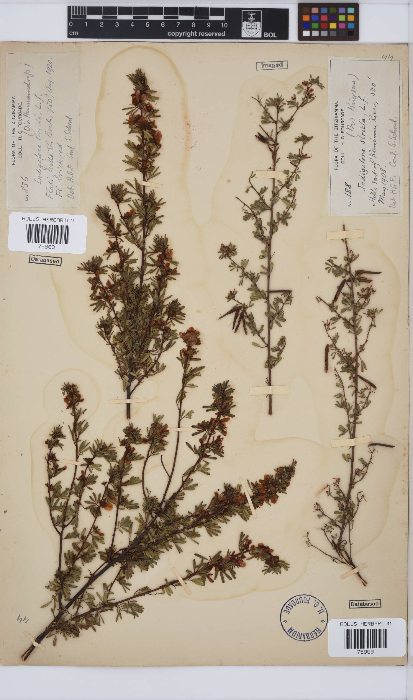 Indigofera stricta image