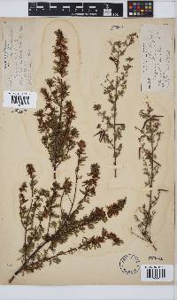 Indigofera stricta image