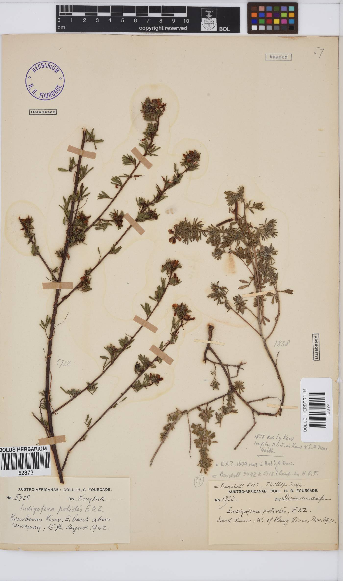 Indigofera stricta image