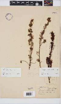 Indigofera stricta image