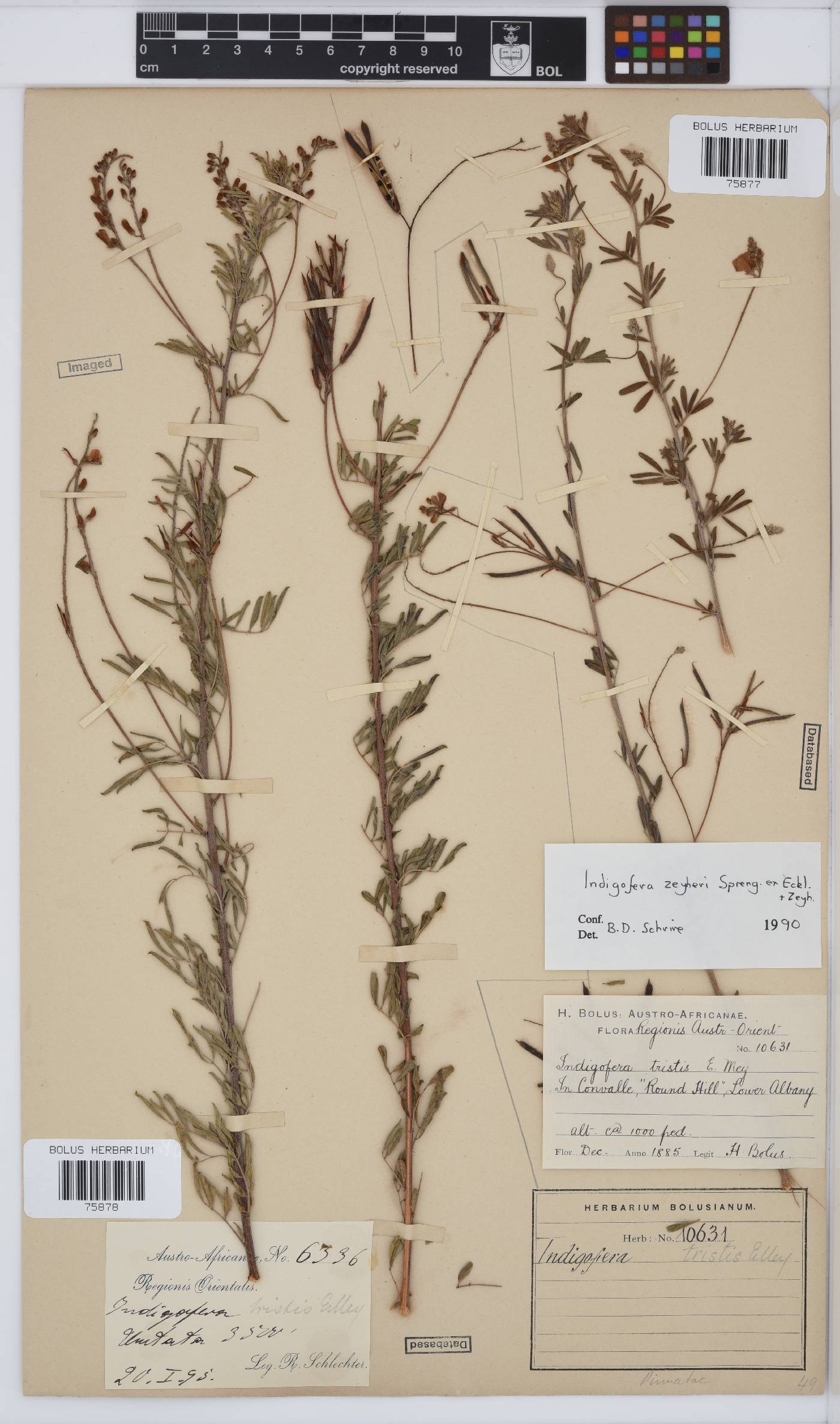 Indigofera tristis image