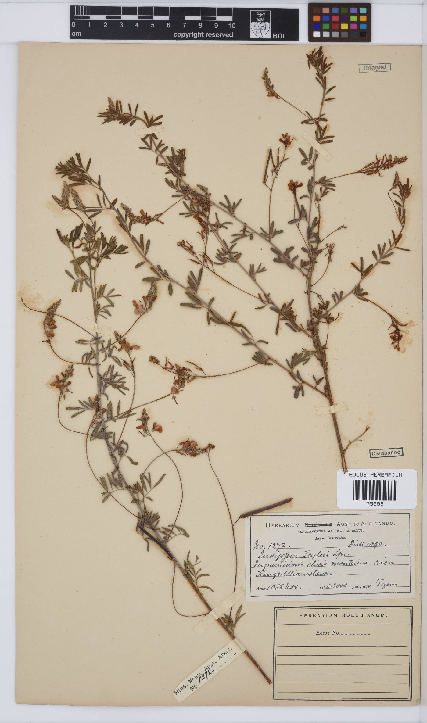 Indigofera zeyheri image