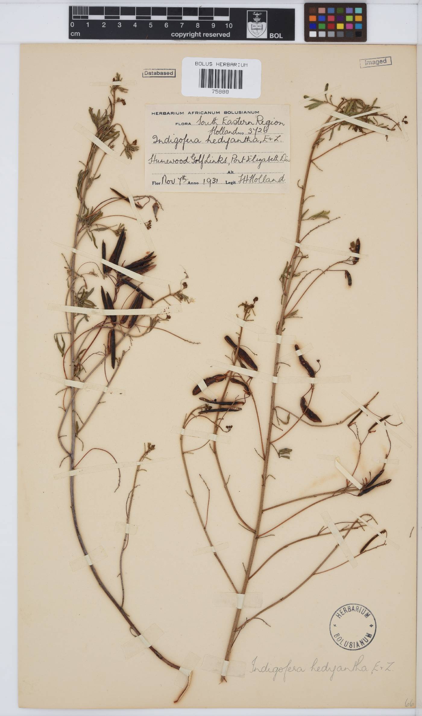 Indigofera zeyheri image