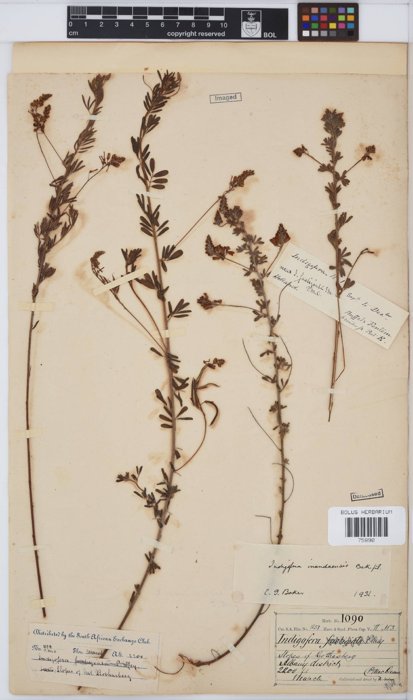 Indigofera zeyheri image