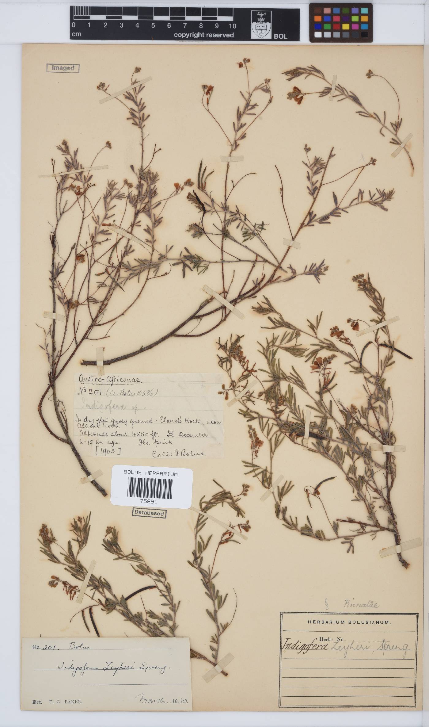 Indigofera zeyheri image