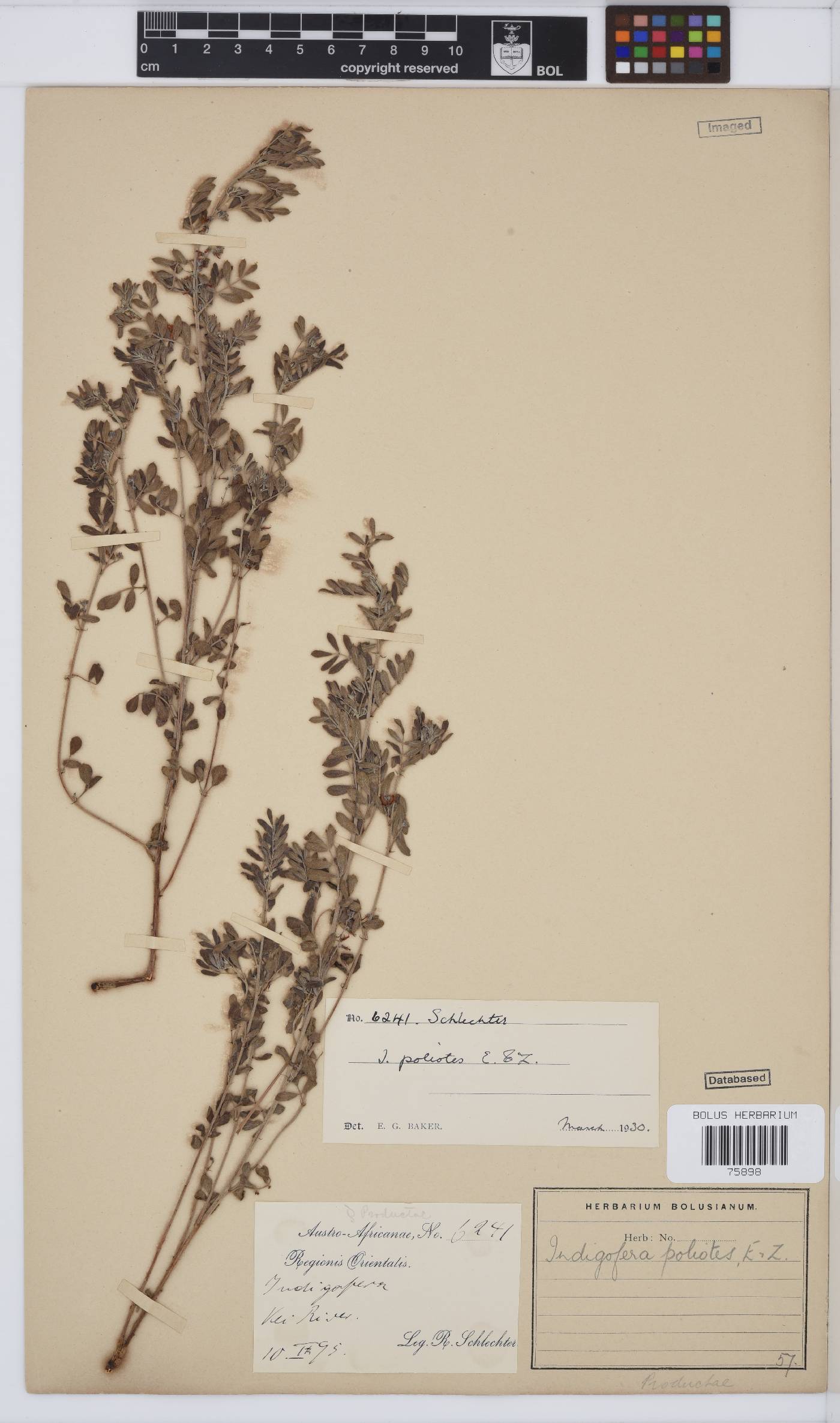 Indigofera poliotes image