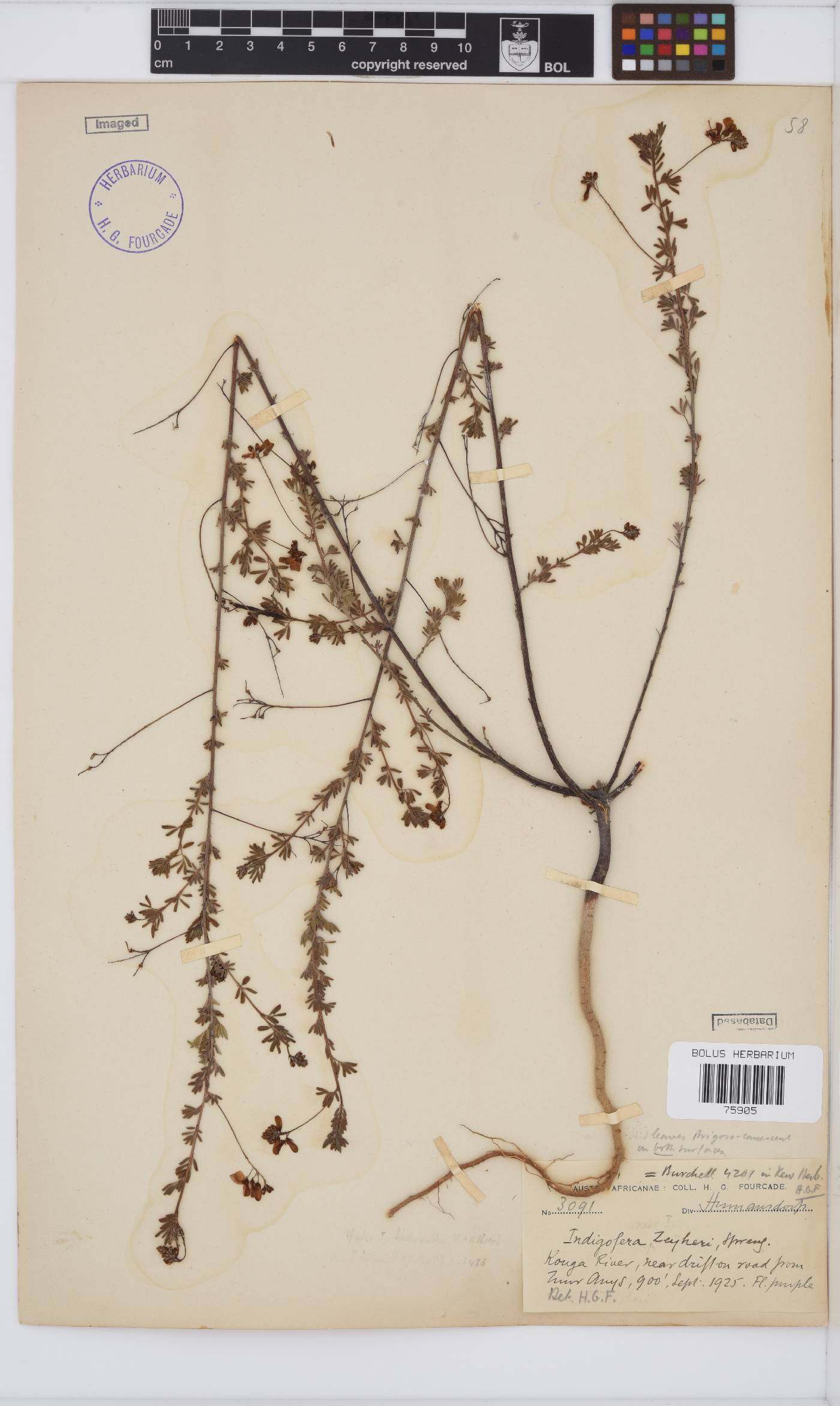 Indigofera verrucosa image