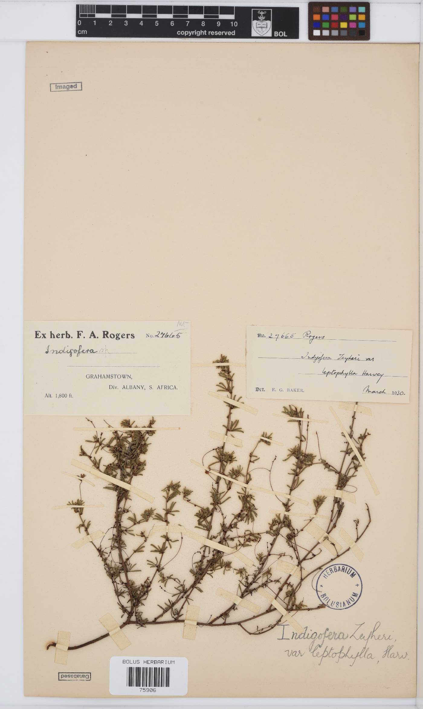 Indigofera verrucosa image