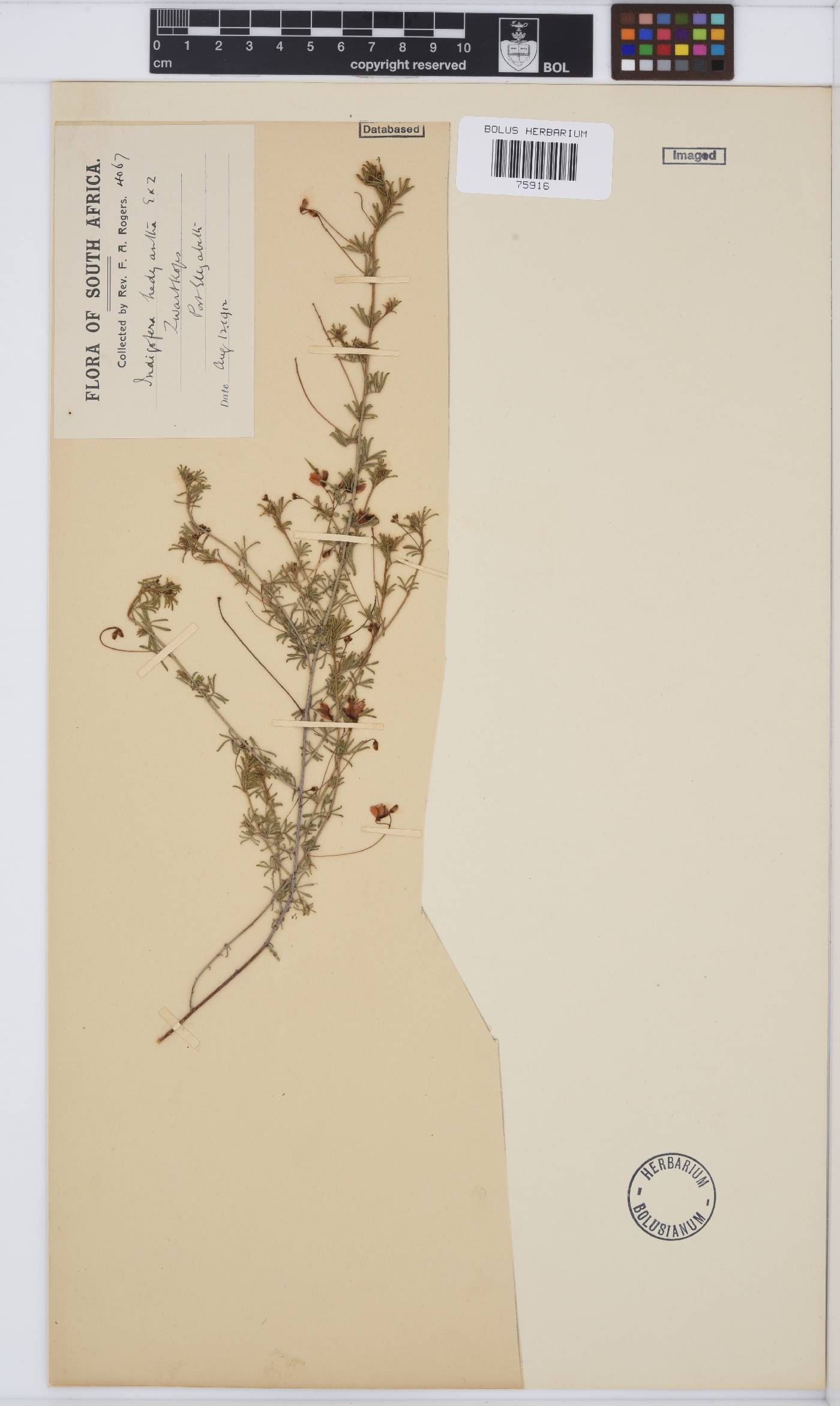 Indigofera verrucosa image