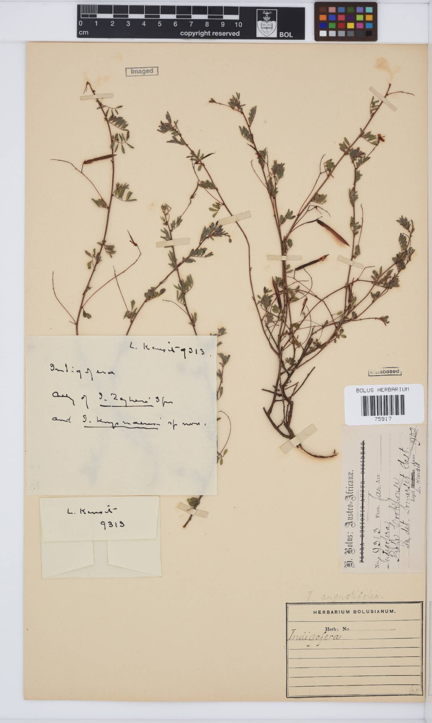 Indigofera verrucosa image