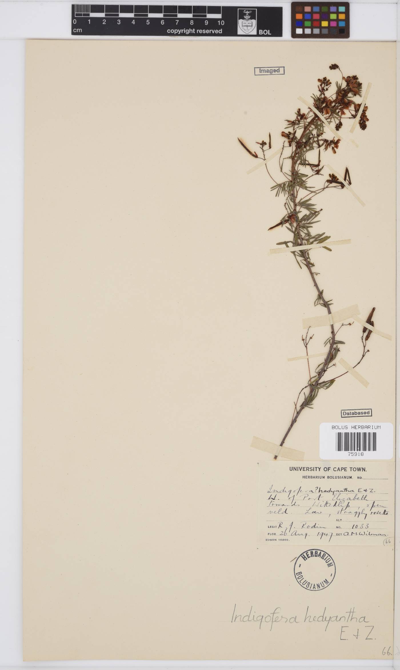 Indigofera verrucosa image