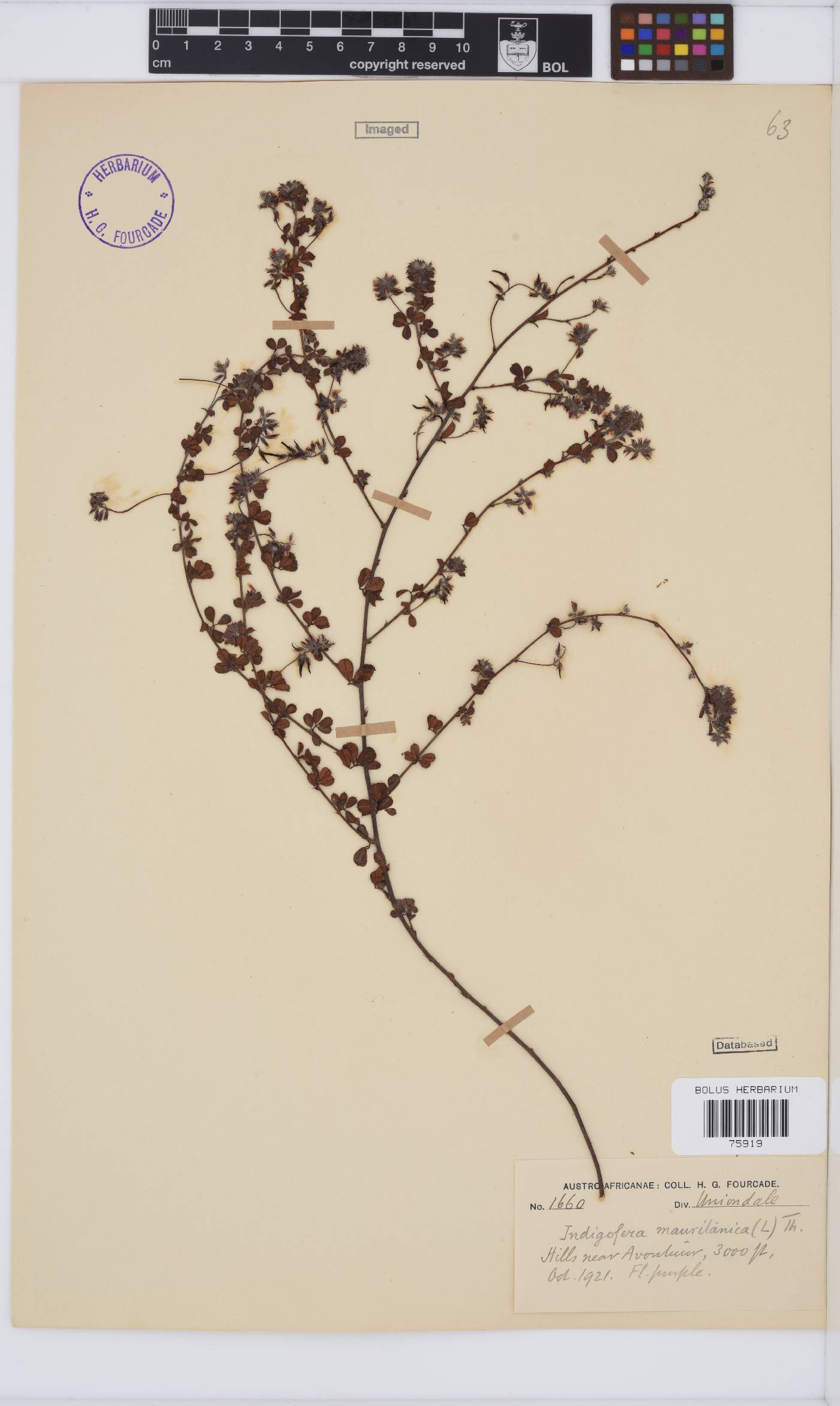 Indigofera alopecuroides var. minor image