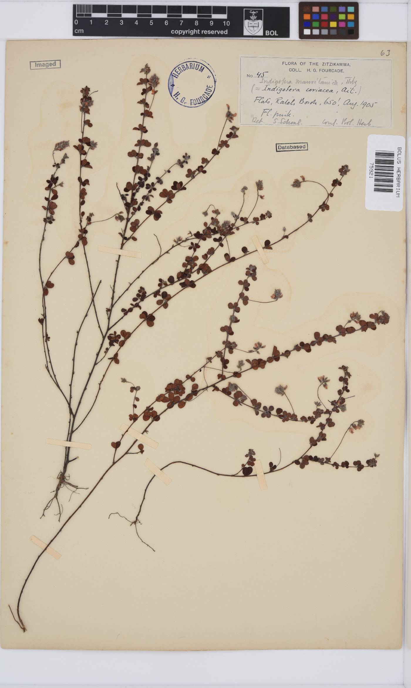 Indigofera alopecuroides var. minor image