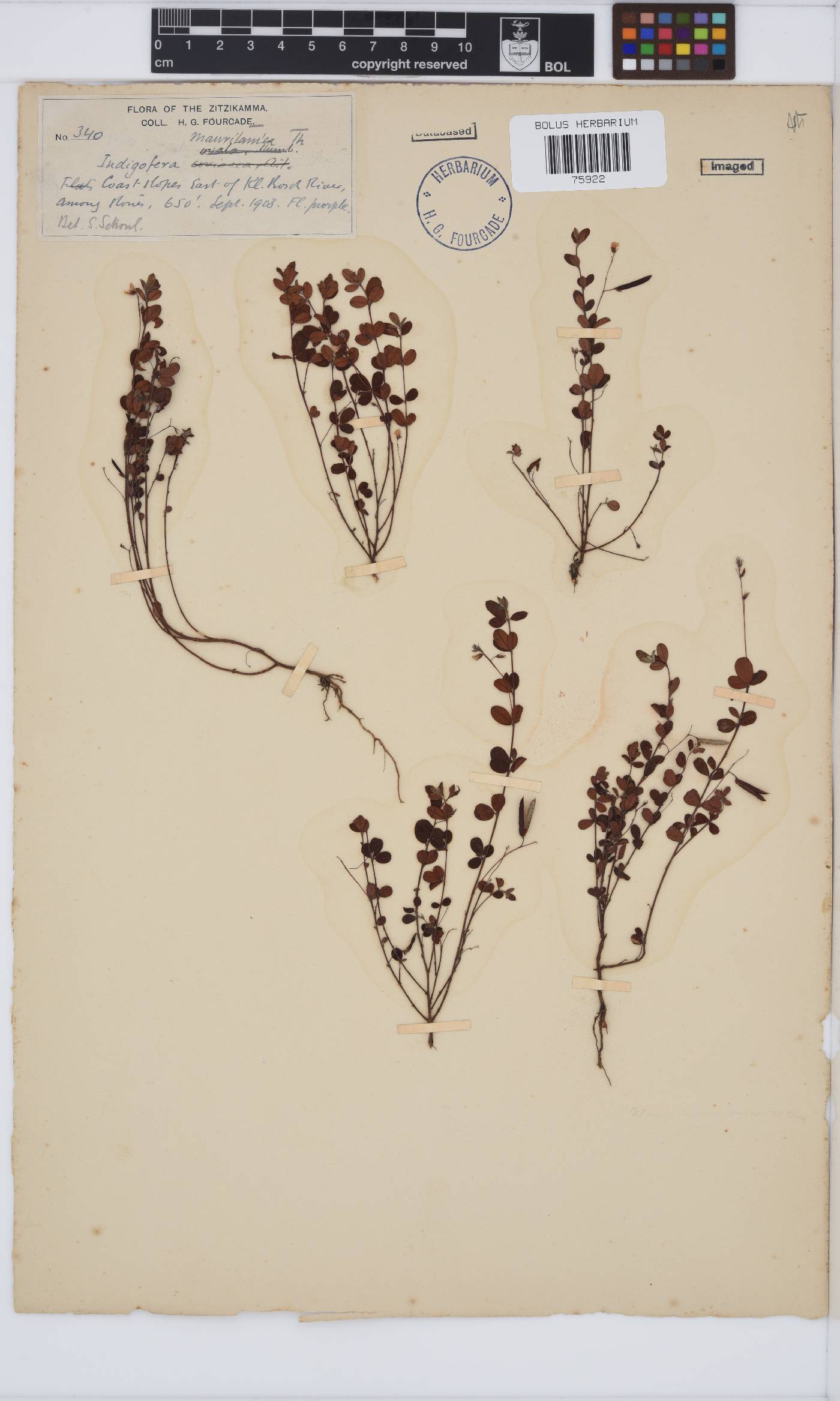 Indigofera sarmentosa image