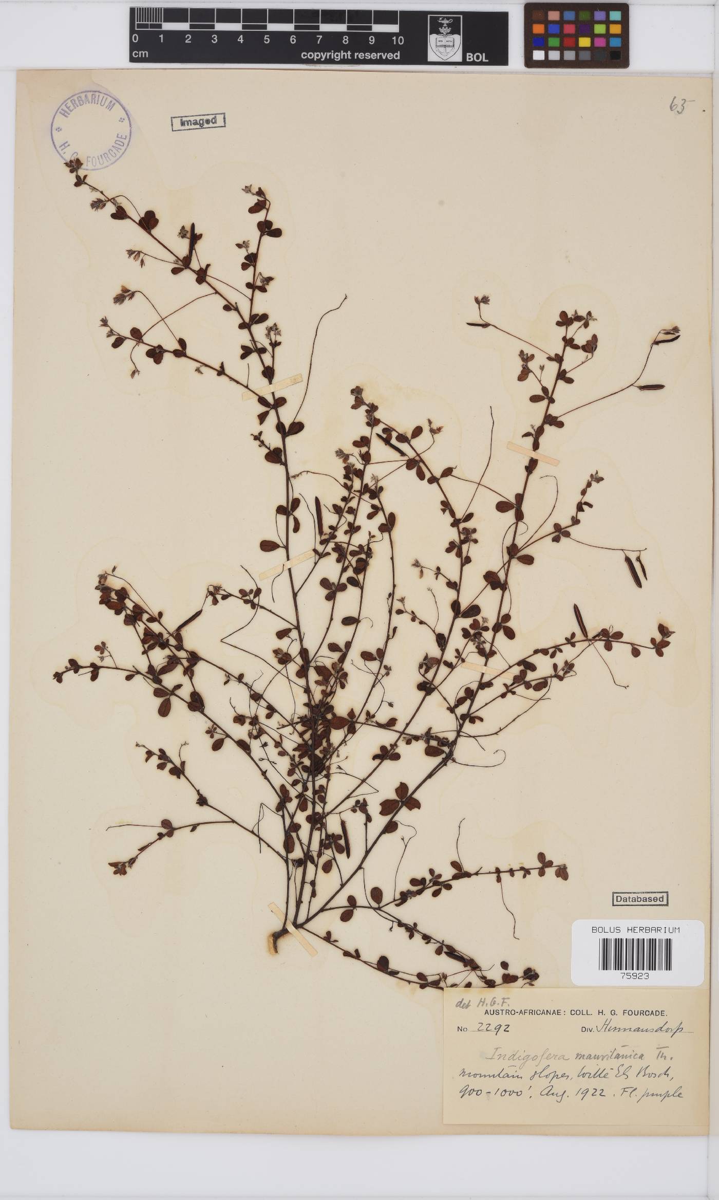 Indigofera sarmentosa image