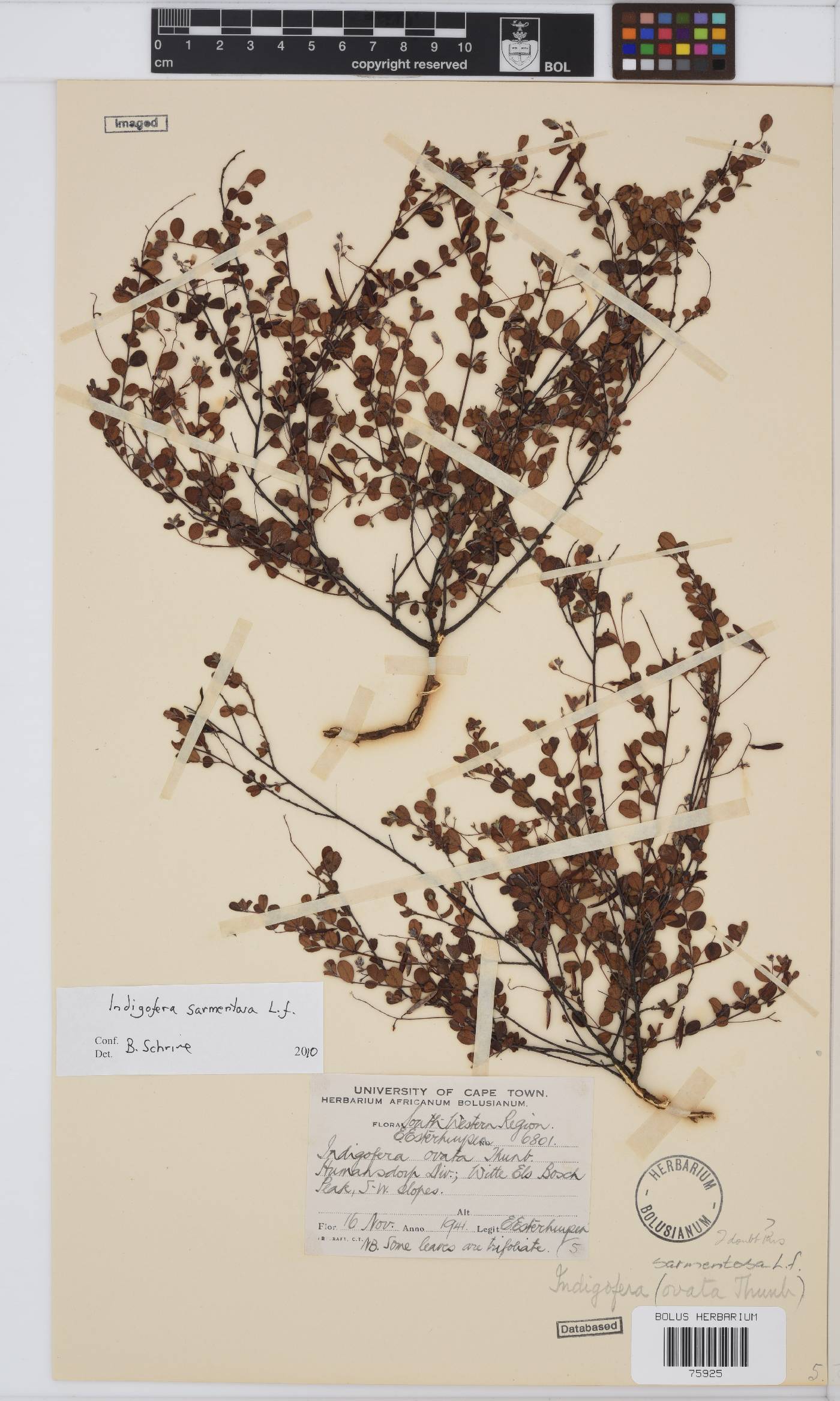 Indigofera sarmentosa image