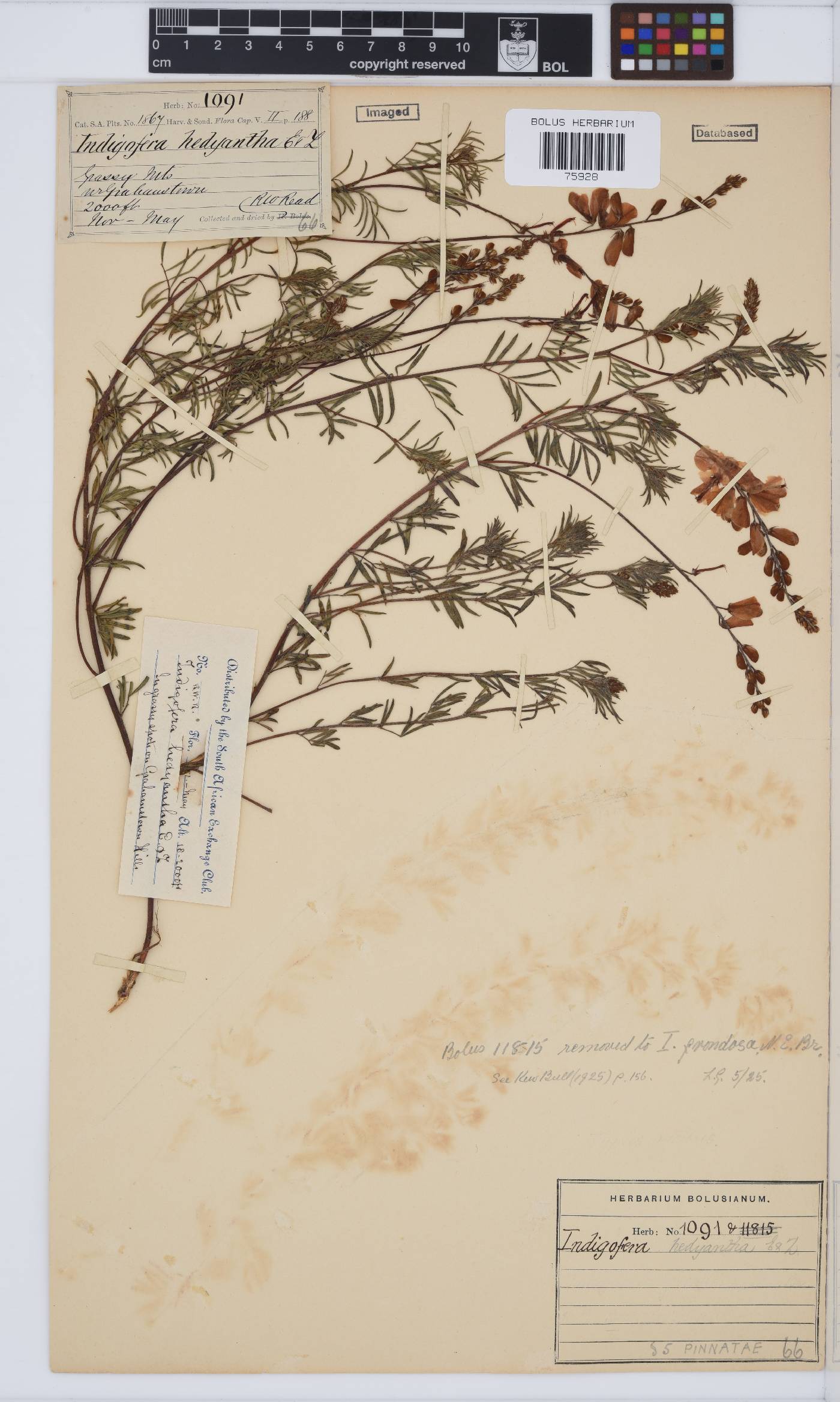 Indigofera hedyantha image