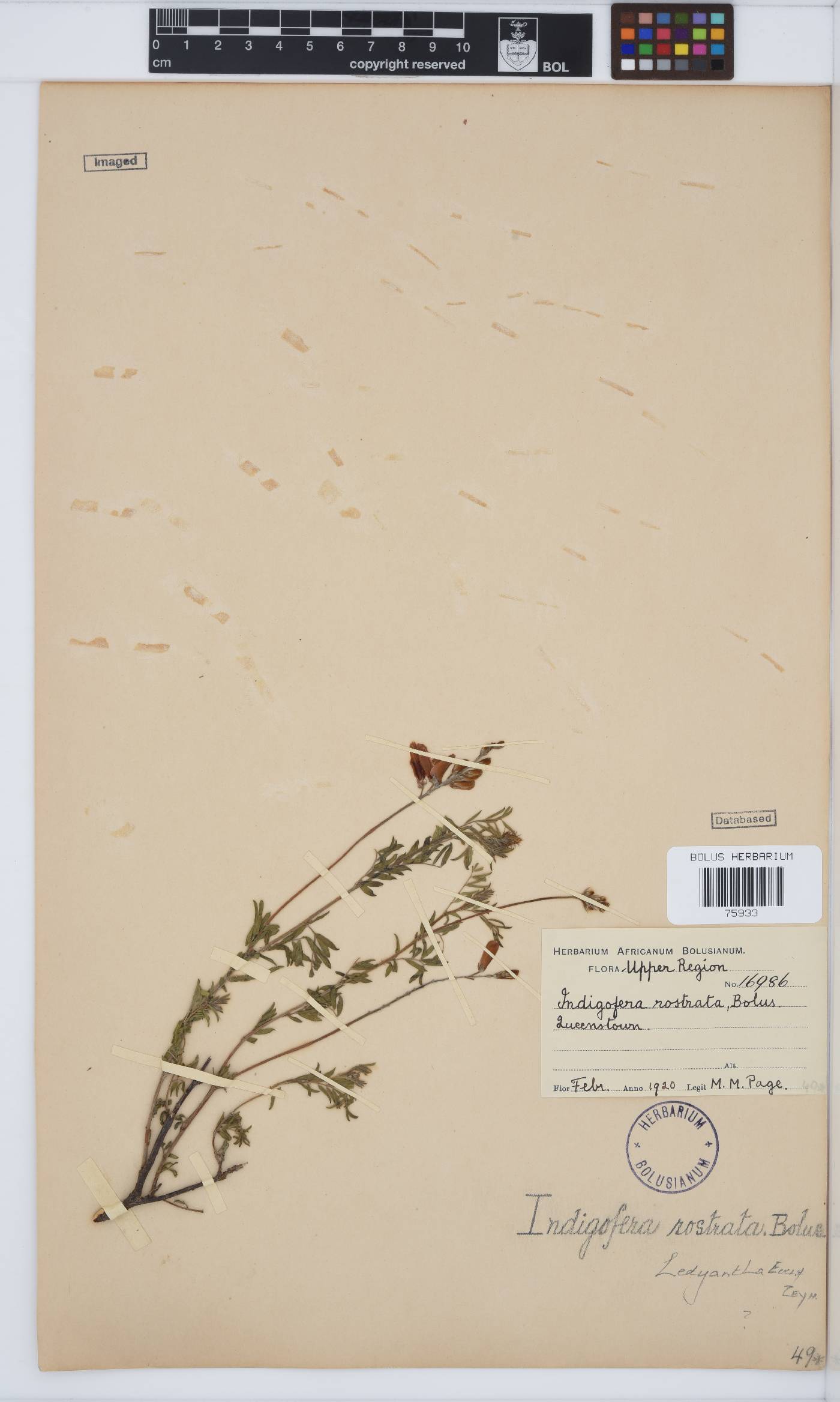 Indigofera hedyantha image