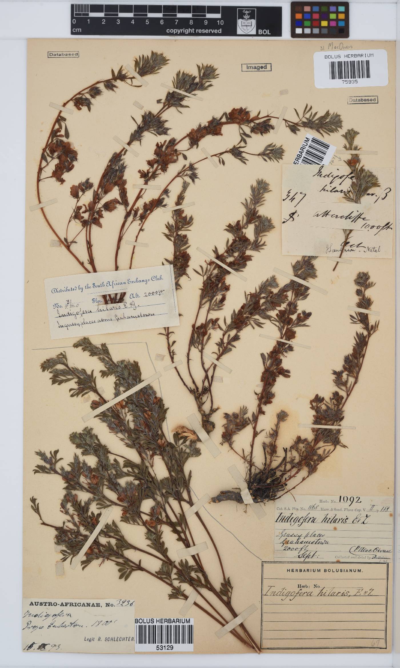Indigofera hilaris image