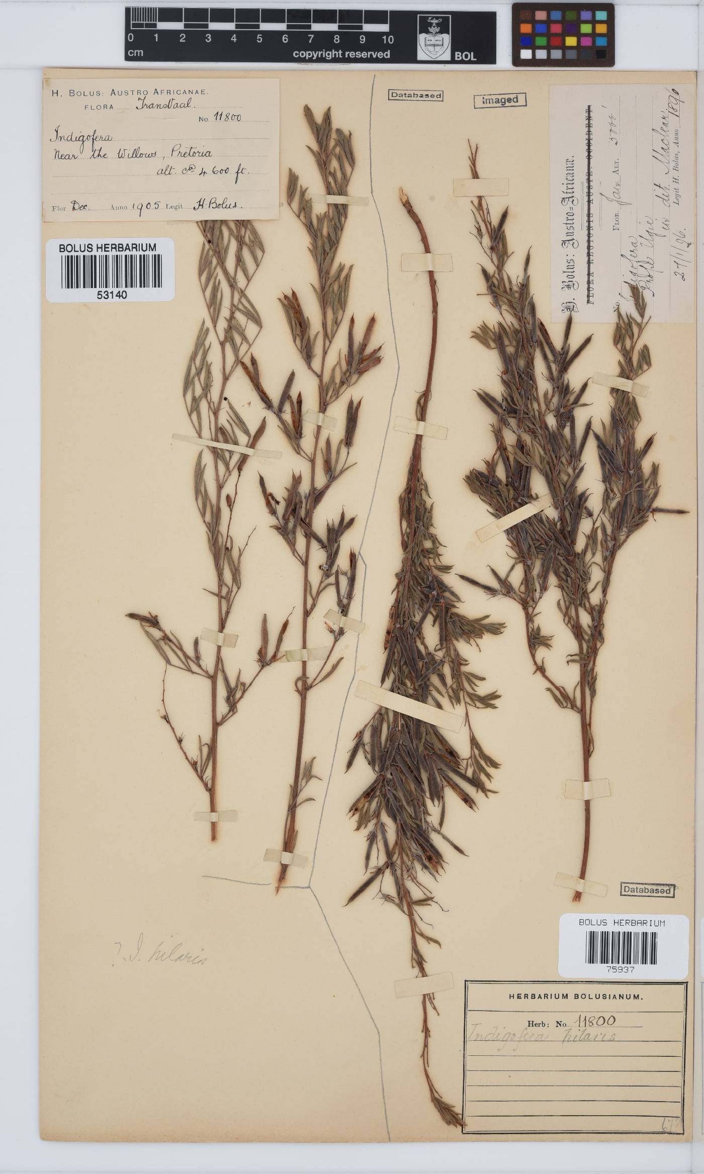 Indigofera hilaris image