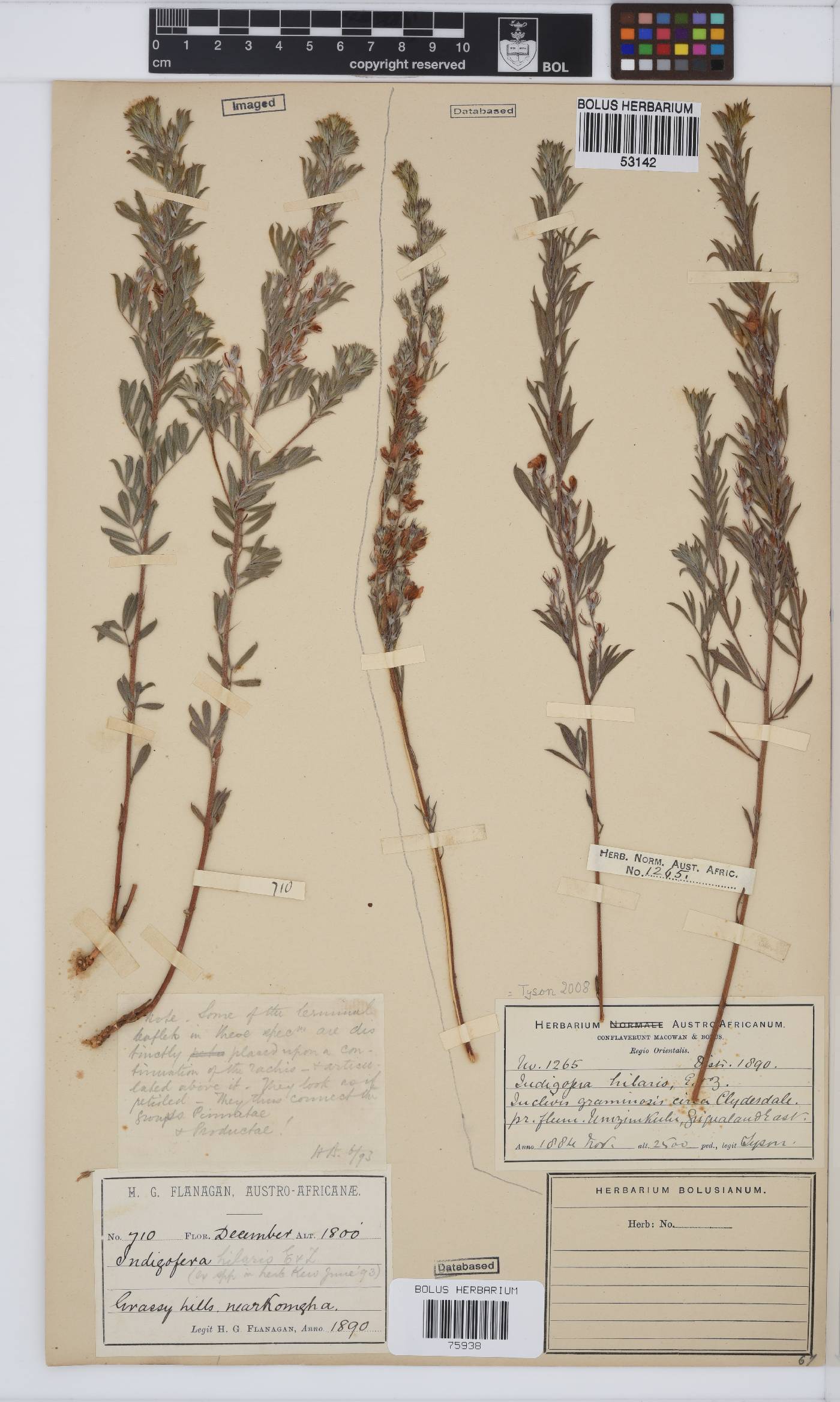 Indigofera hilaris image