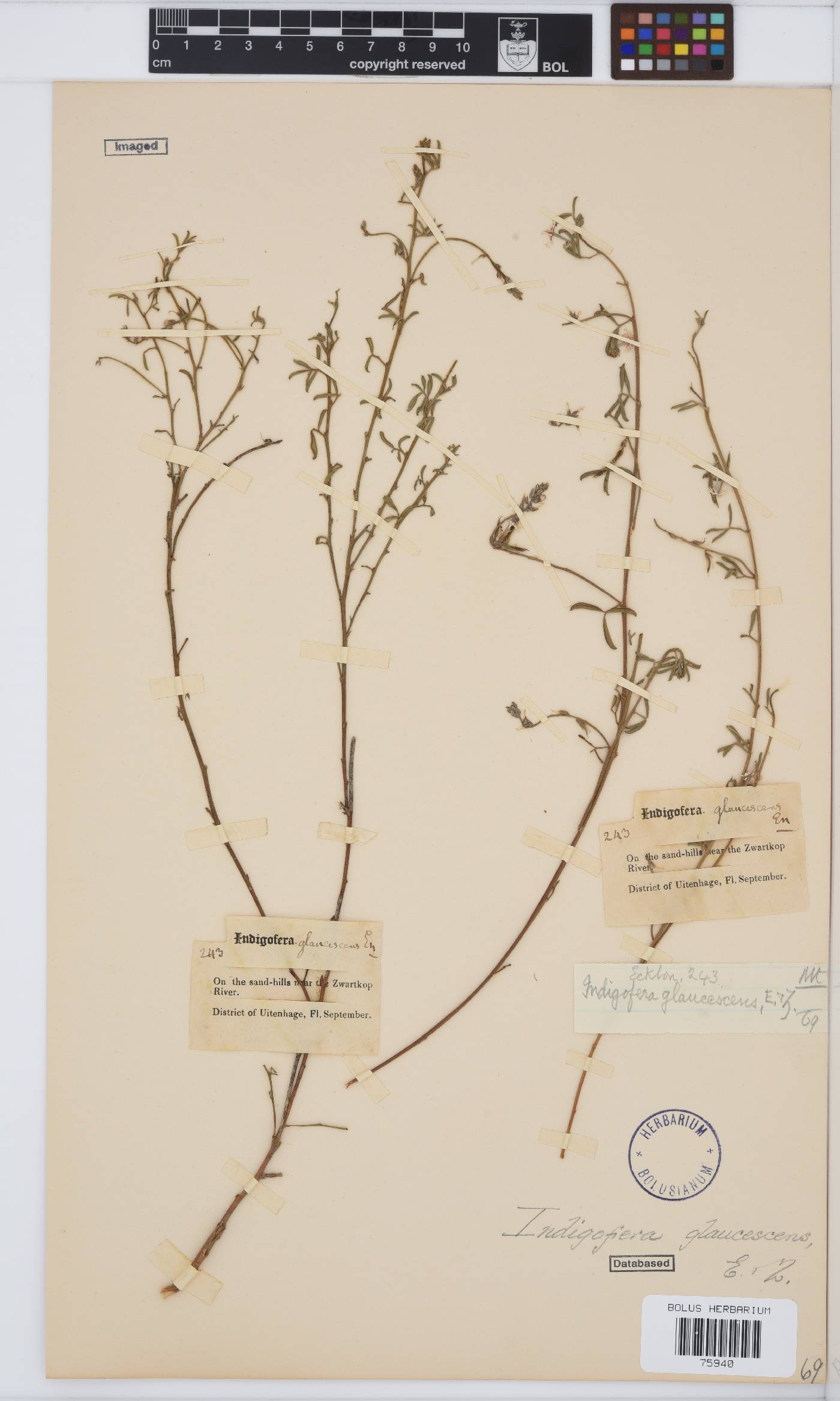 Indigofera glaucescens image