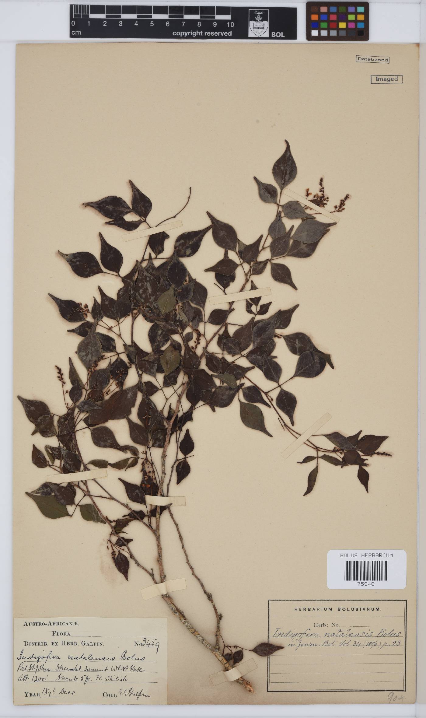 Indigofera natalensis image