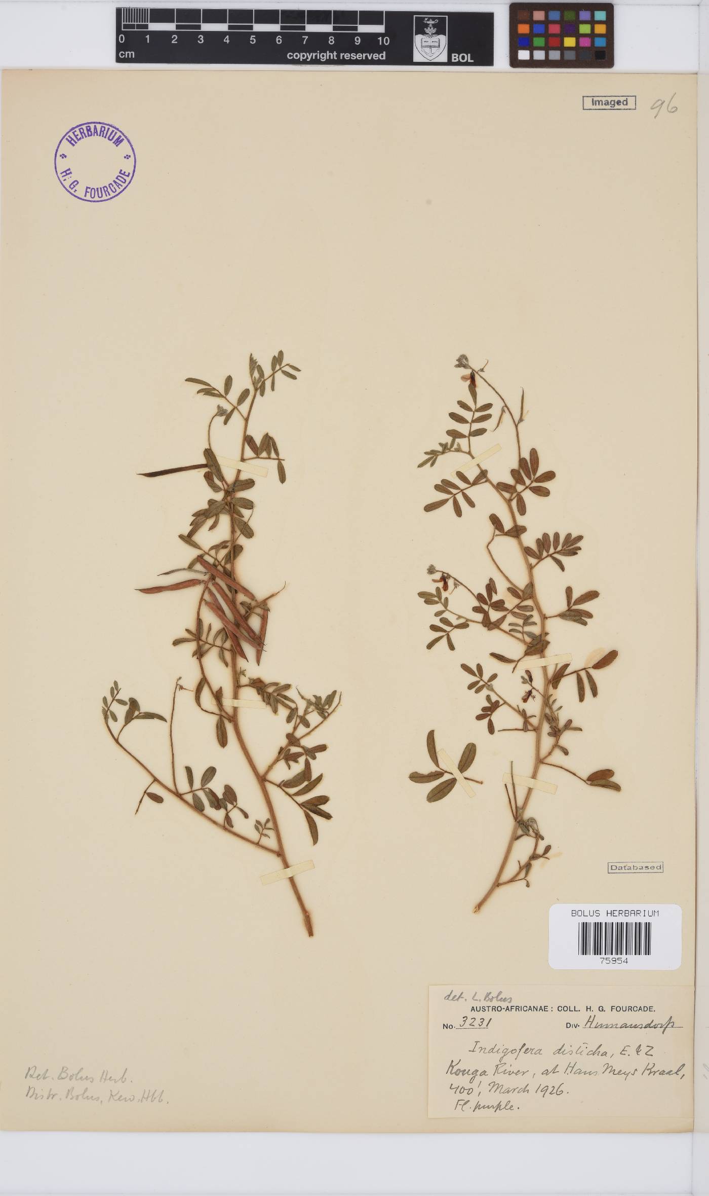 Indigofera disticha image