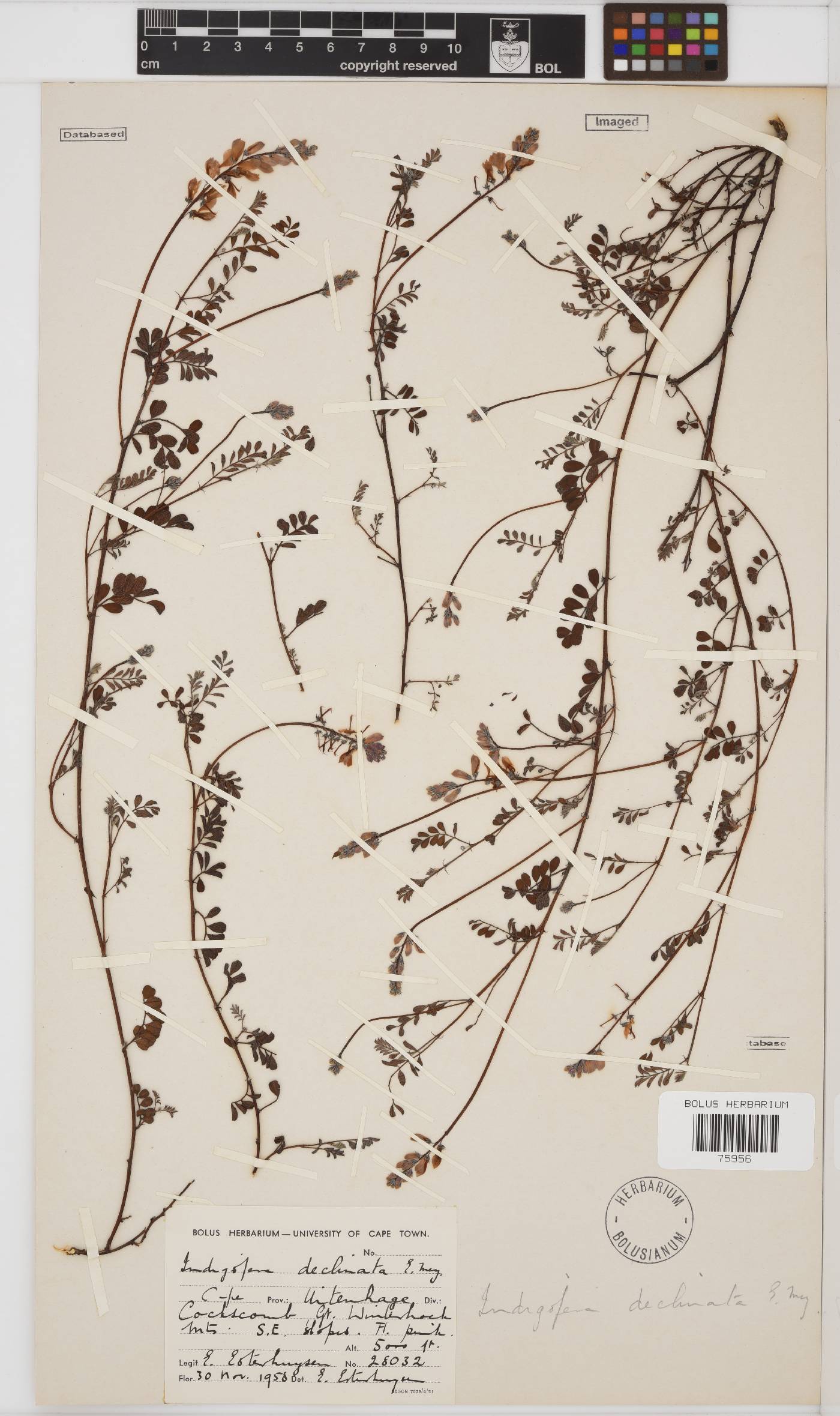 Indigofera declinata image